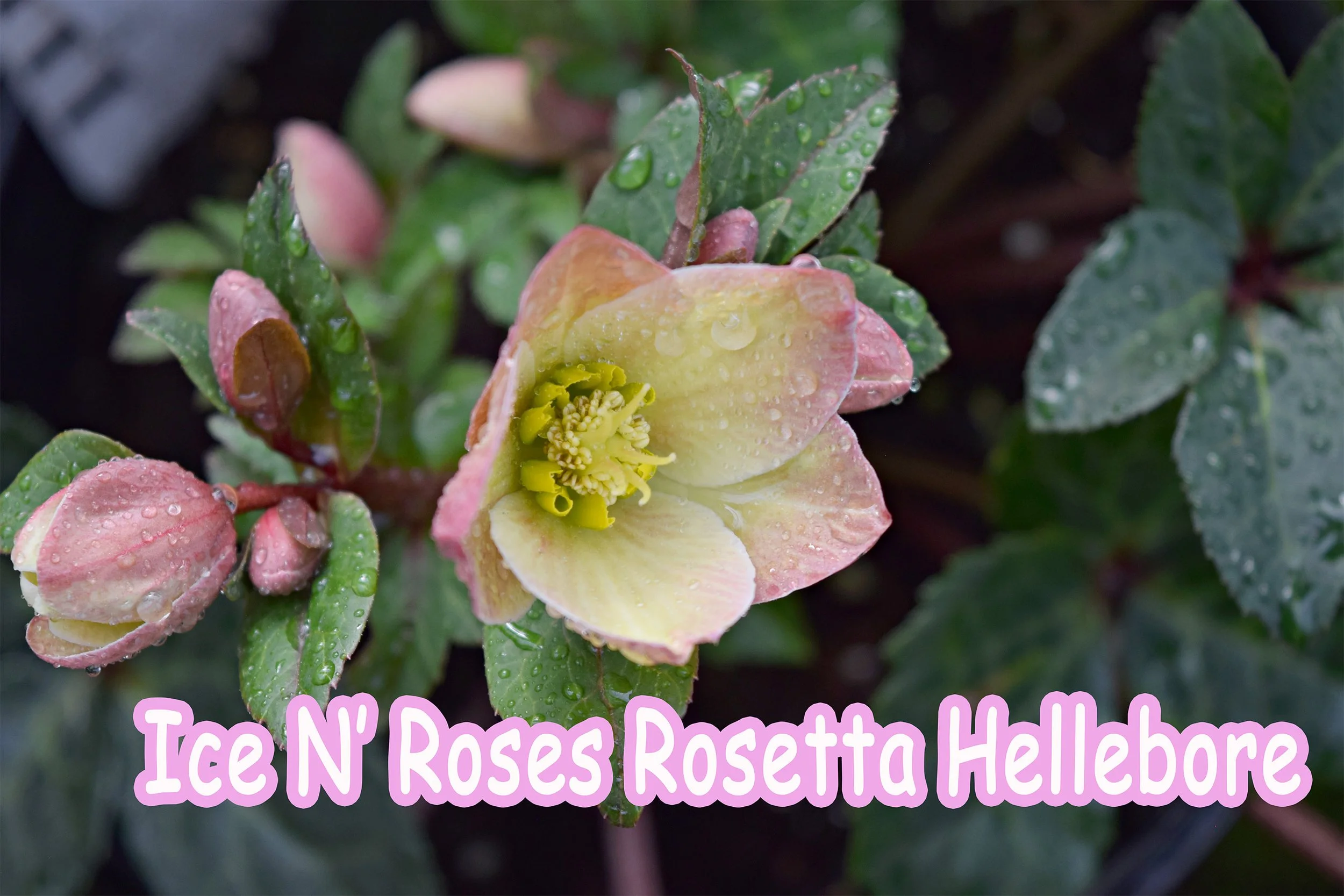 ice n roses rosetta hellebore.jpg