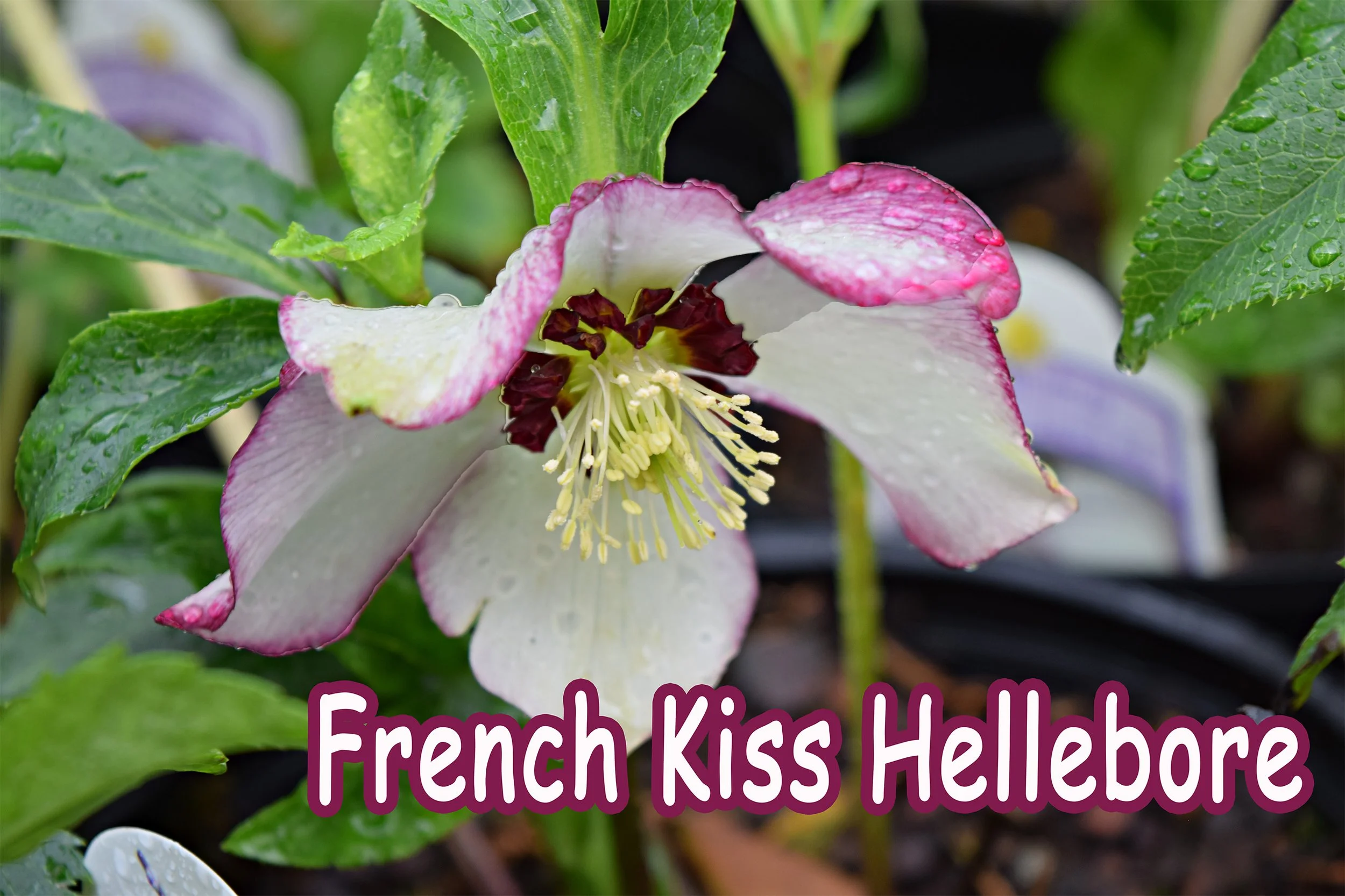french kiss hellebore.jpg