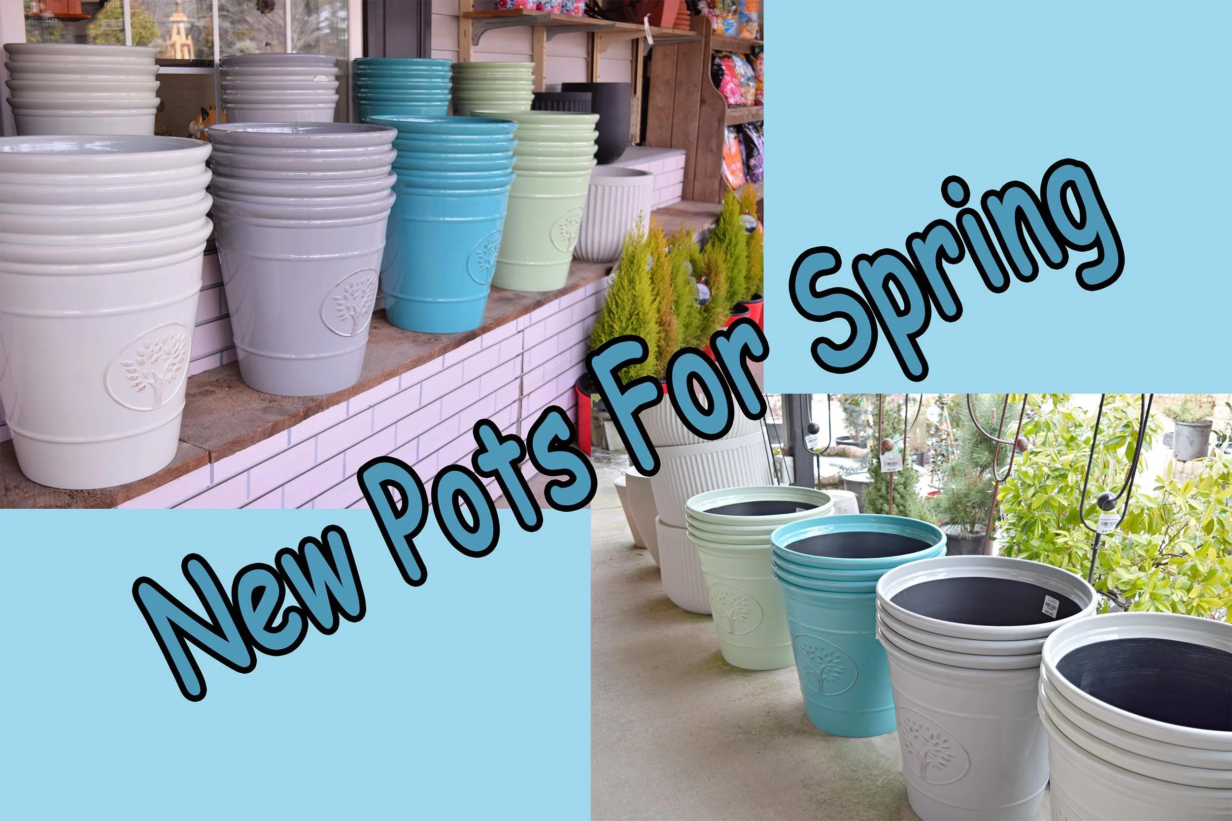 new pots.jpg