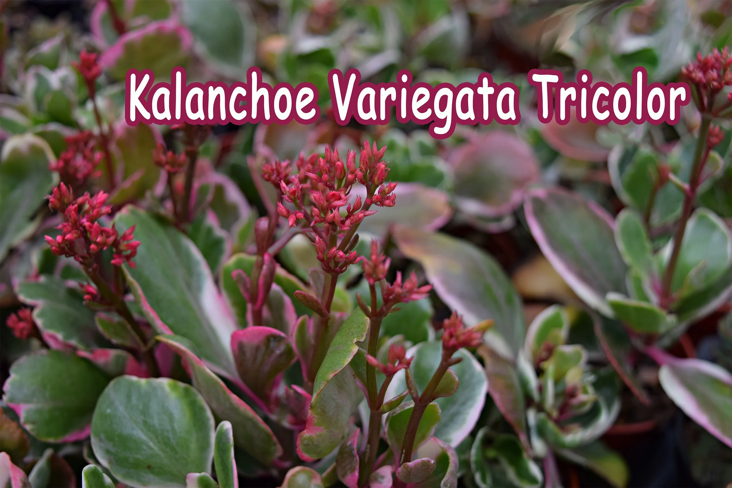 kalanchoe tricolor.jpg