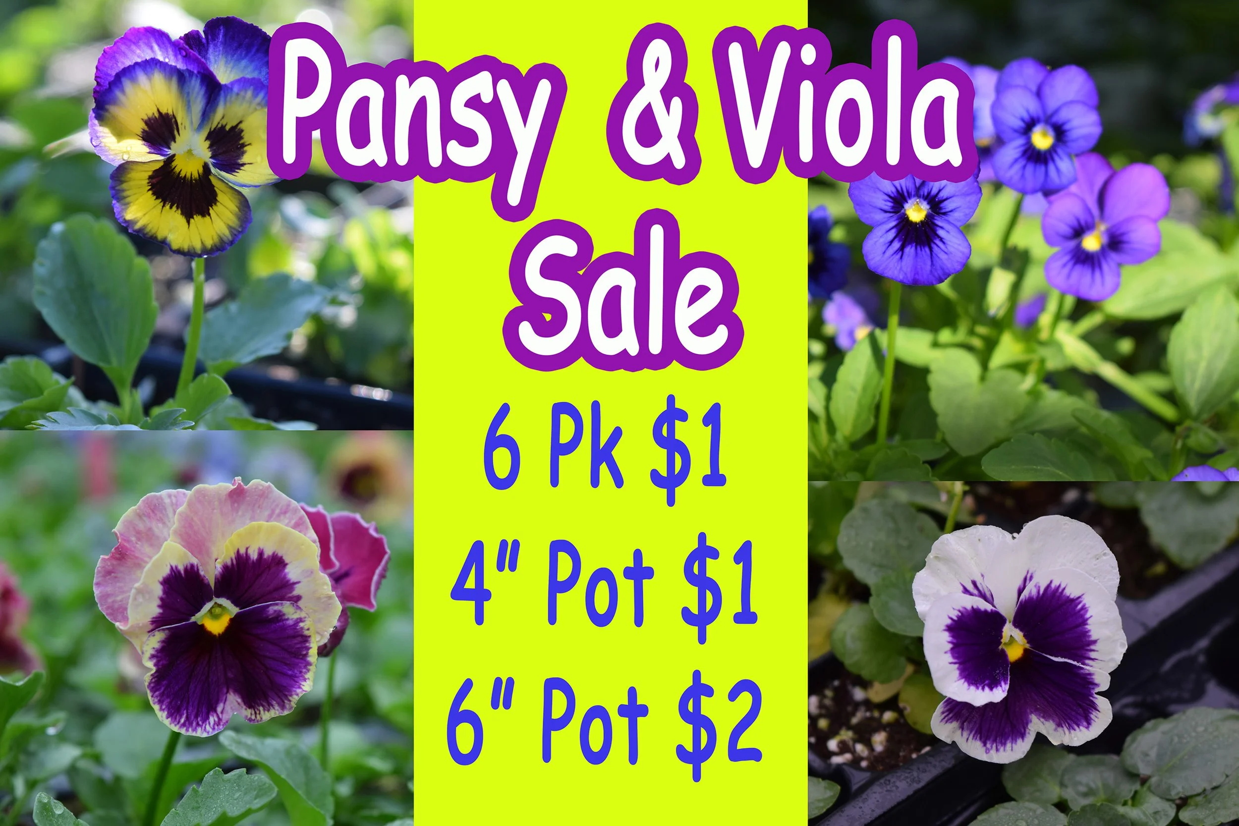 pansy sale.jpg