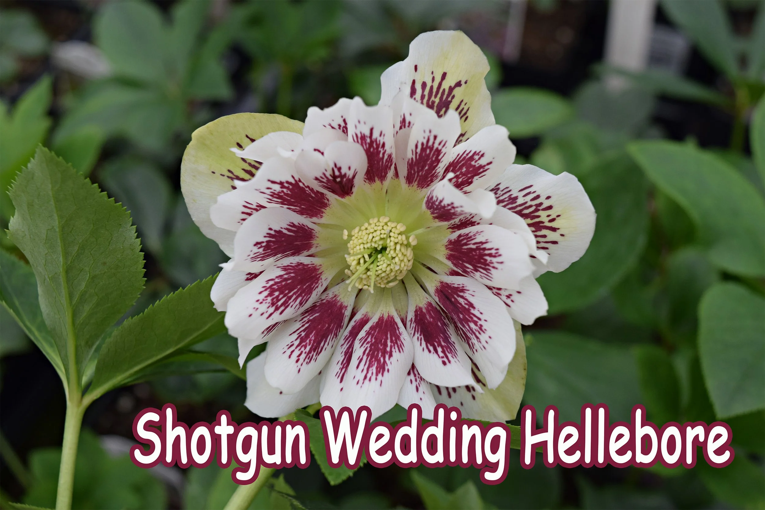 shotgun wedding hellebore.jpg