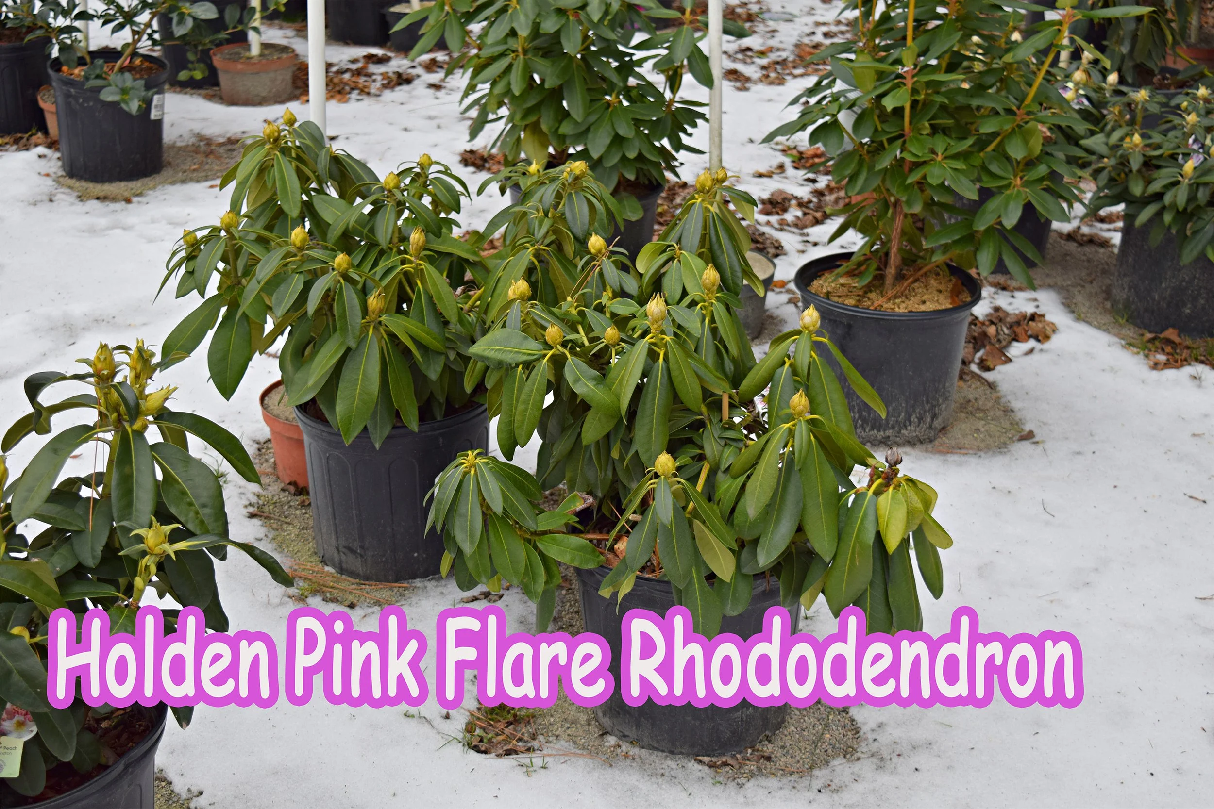 holden pink flare rhodo.jpg