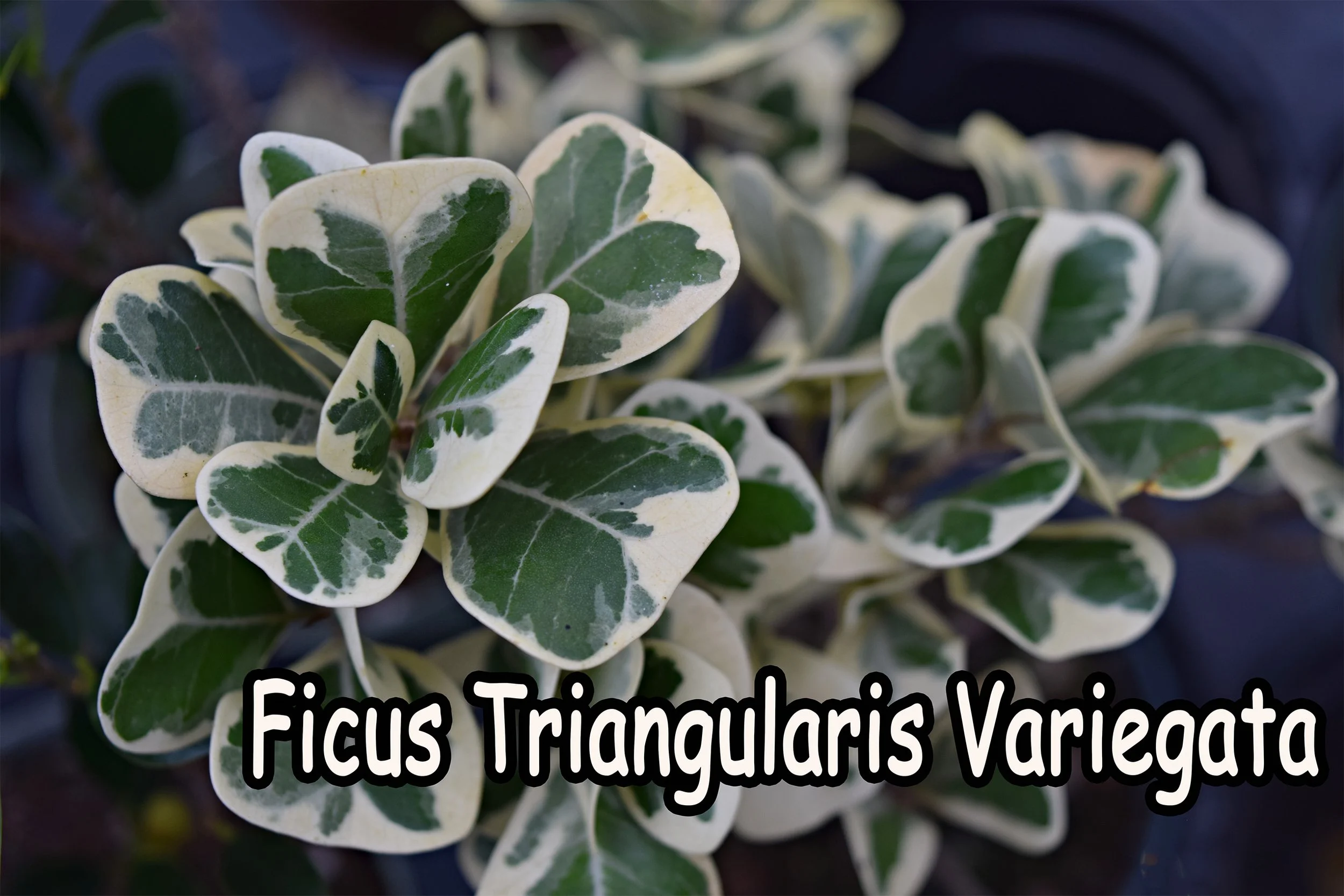 ficus triangularis.jpg
