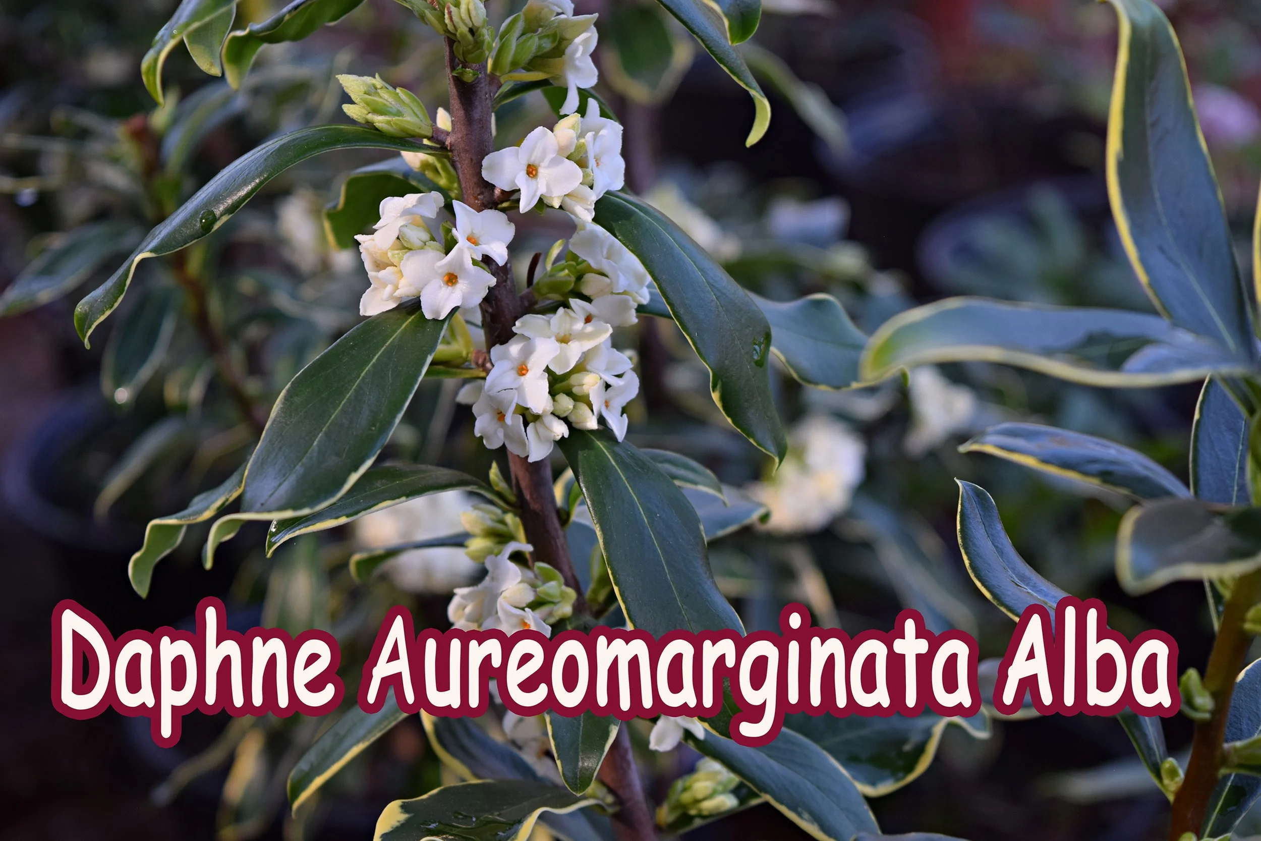 daphne alba.jpg