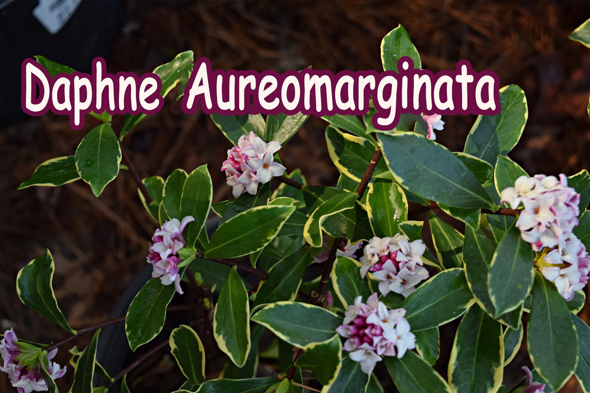 daphne auromarginata.jpg