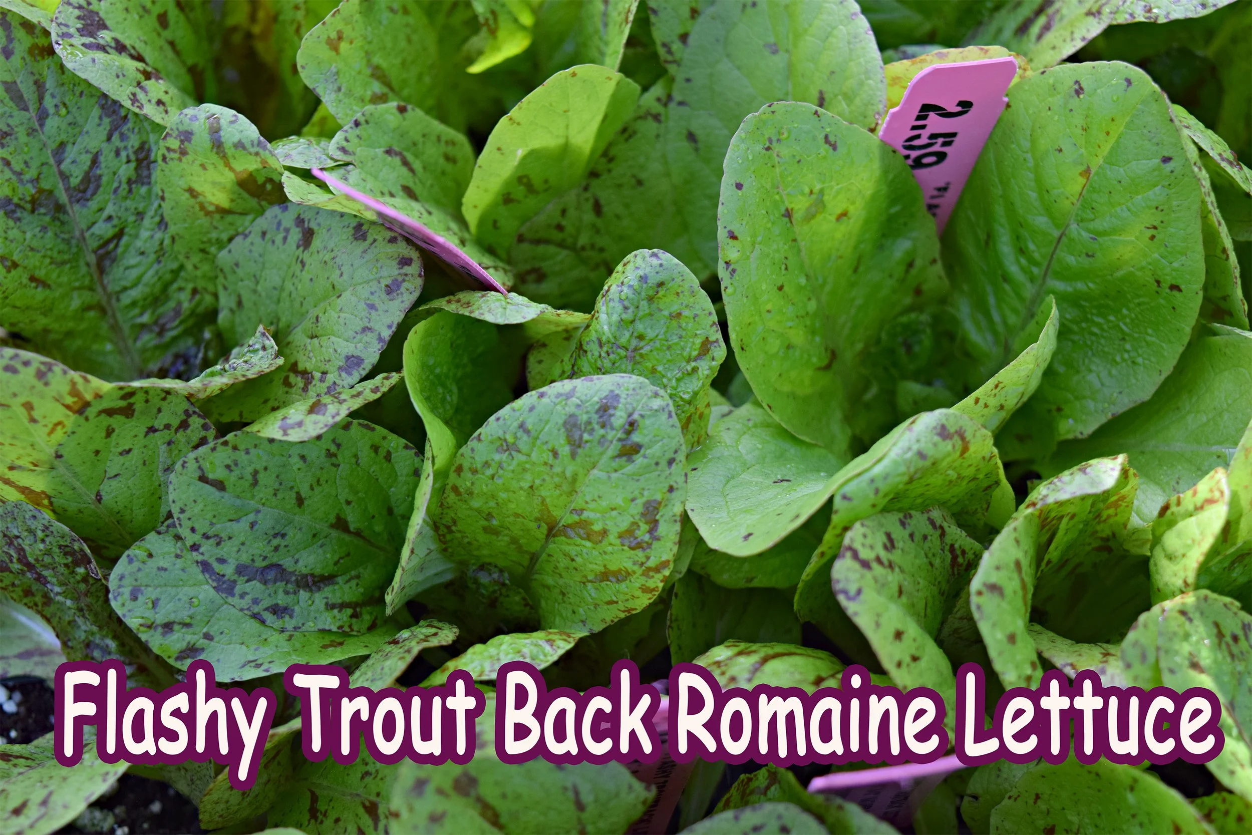trout back lettuce.jpg