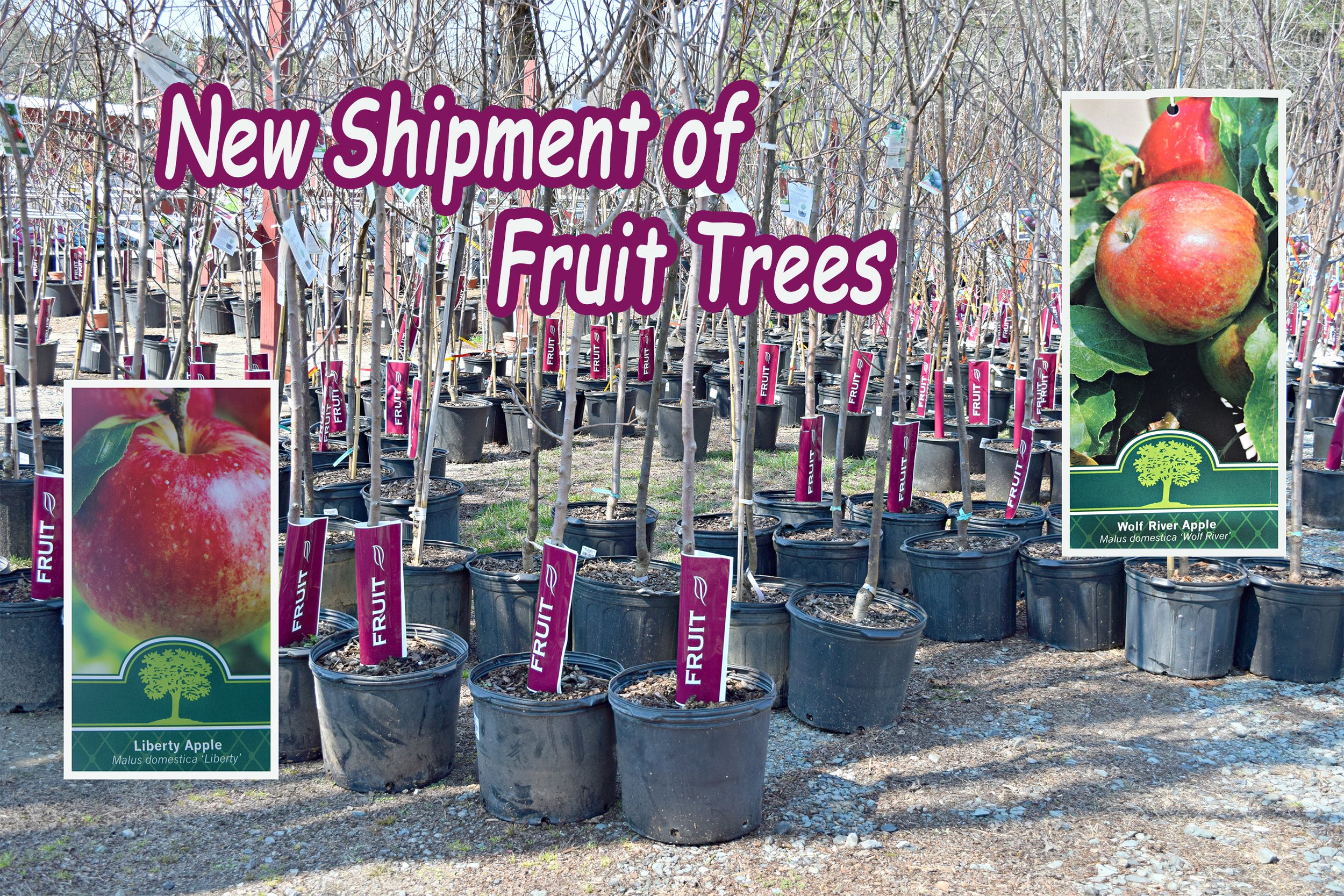 fruit trees1.jpg