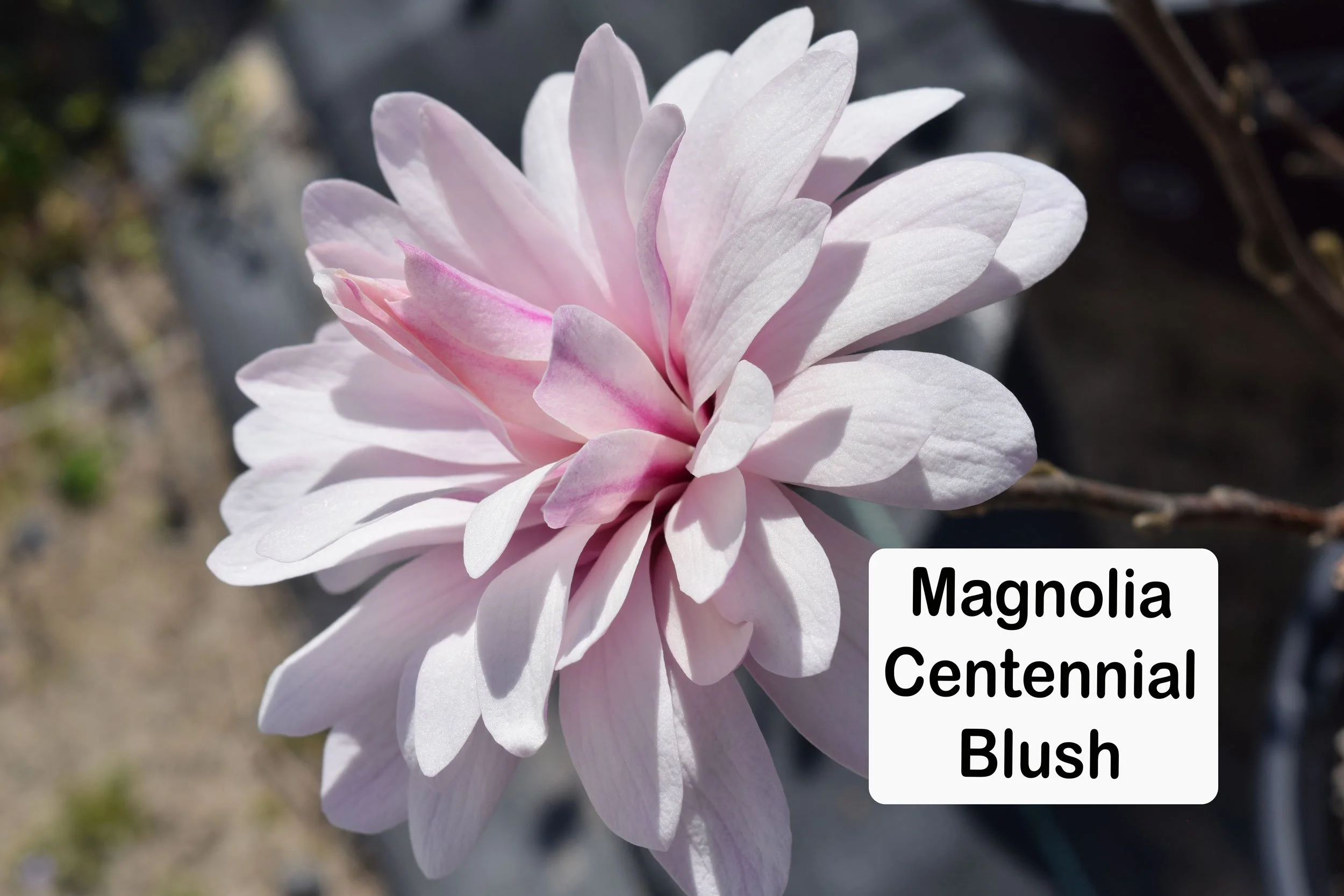 magnolia_centennialblush 2.jpg