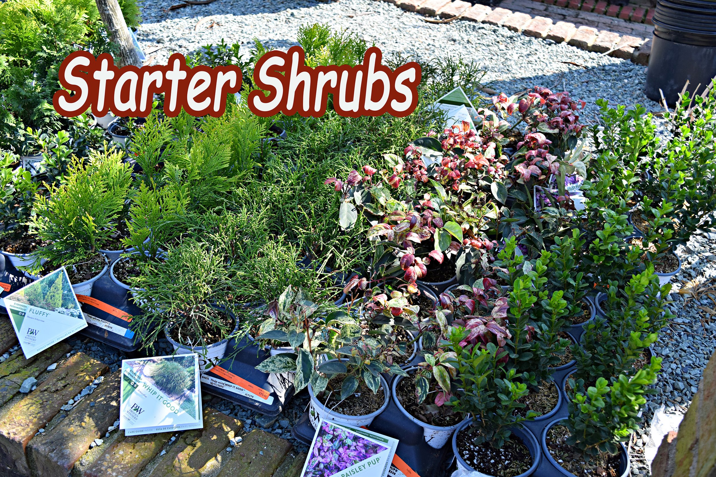 starter shrubs2.jpg
