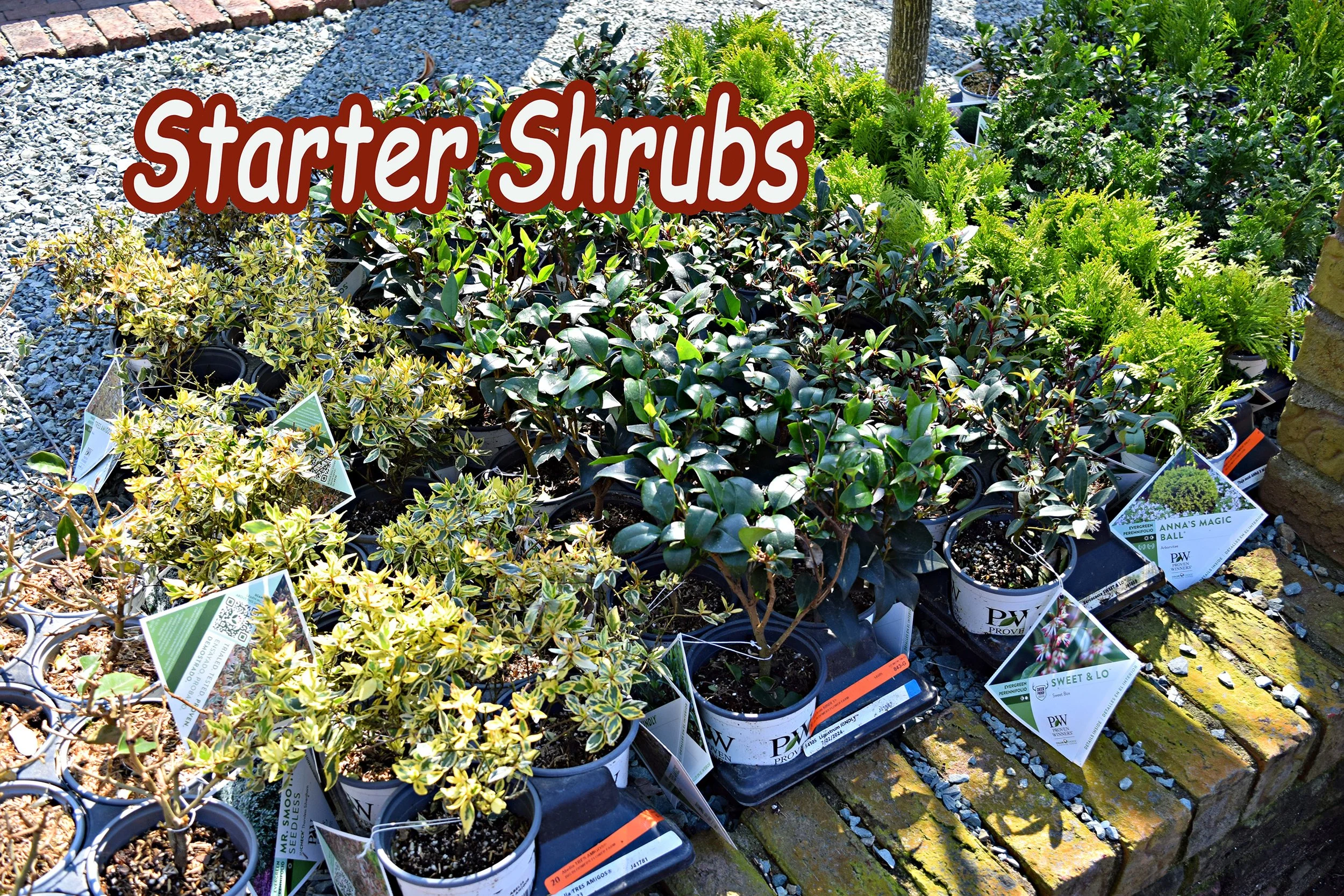 starter shrubs.jpg