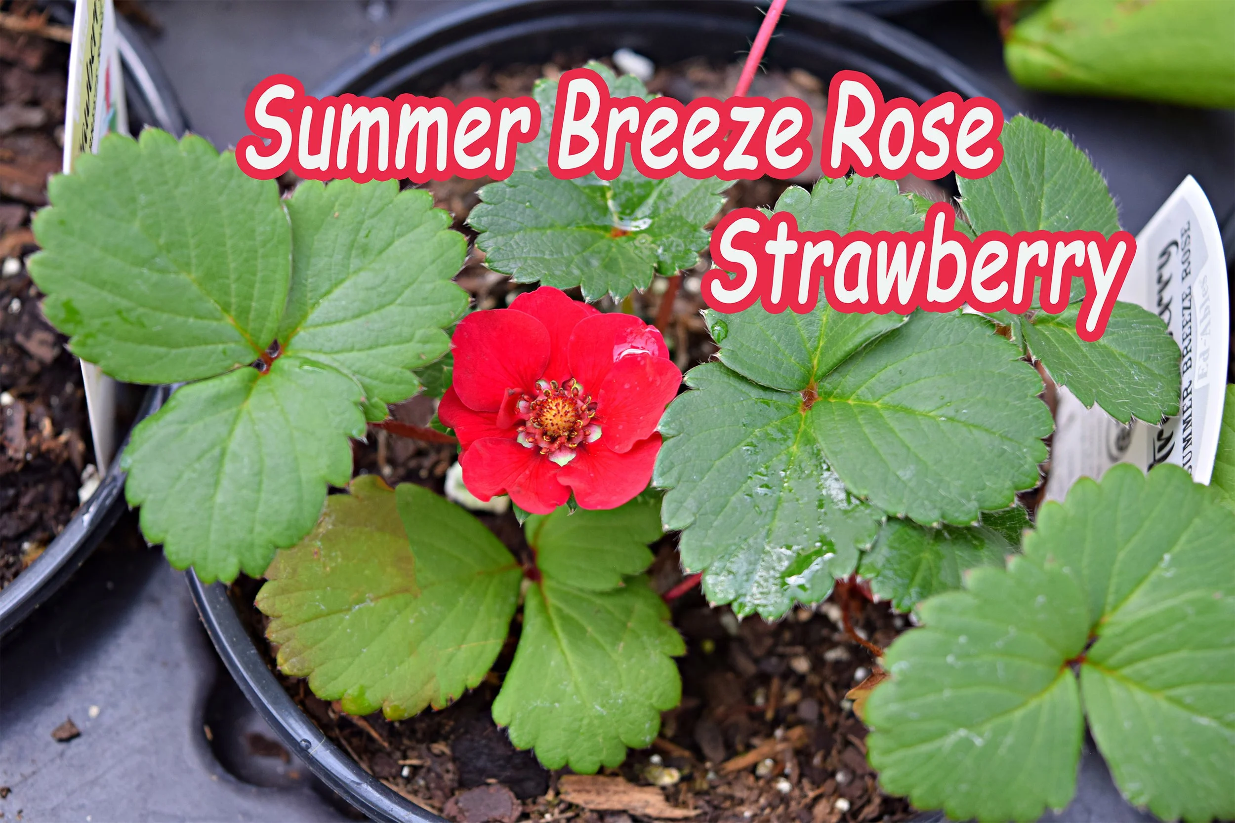 summer rose strawberry.jpg