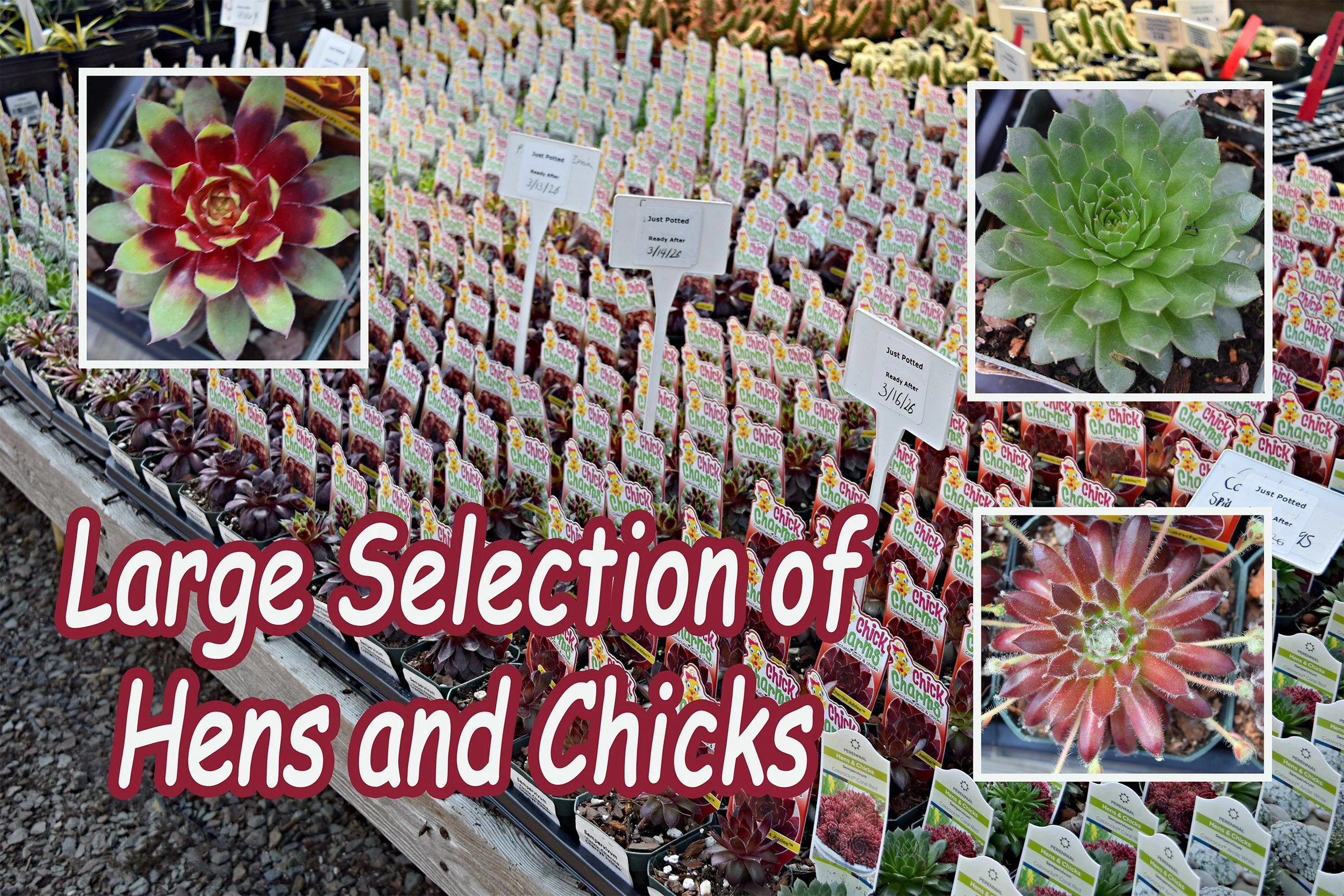 hens and chicks.jpg