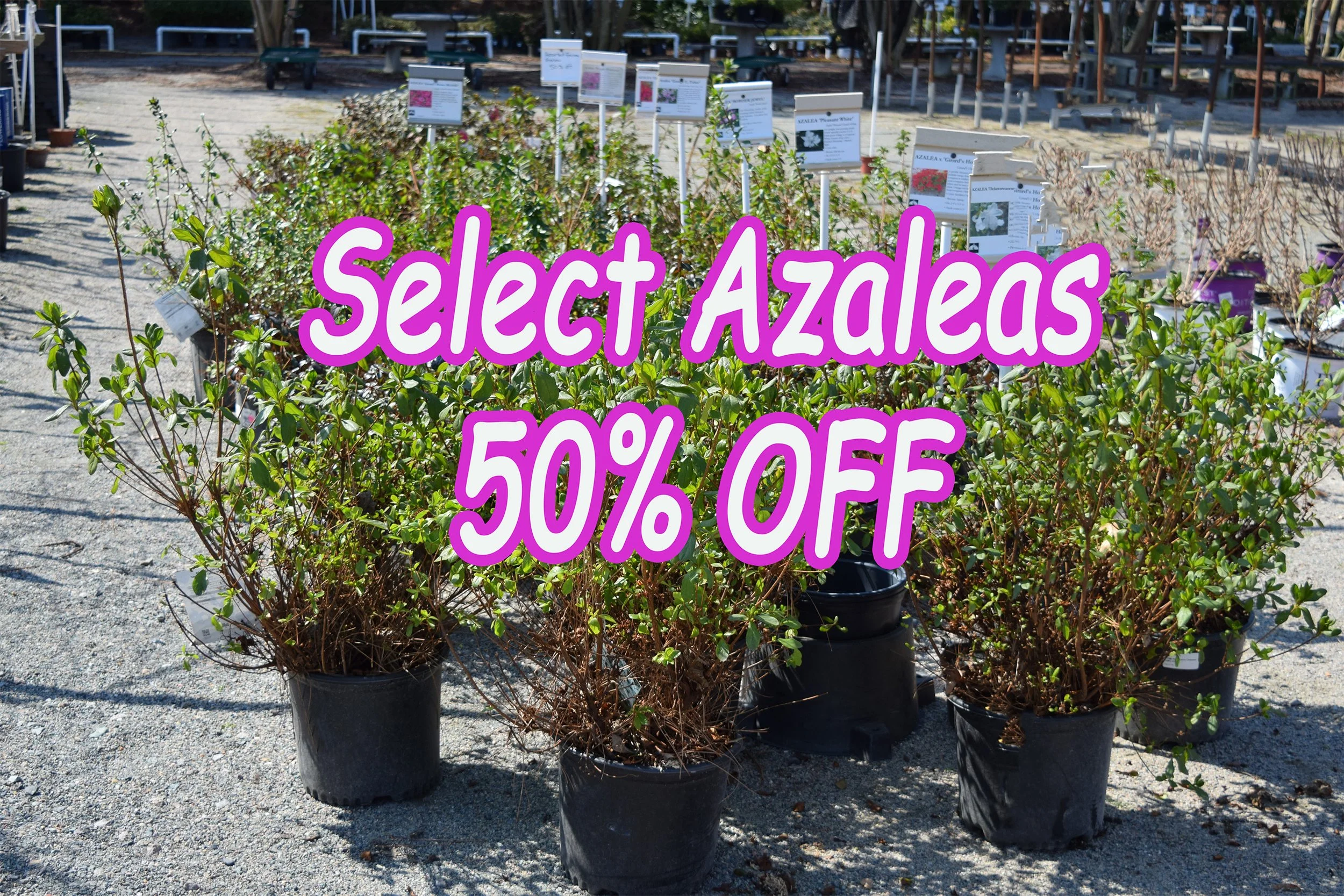 azaleas.jpg