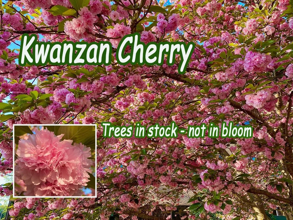 Kwanzan_cherry_new.jpg