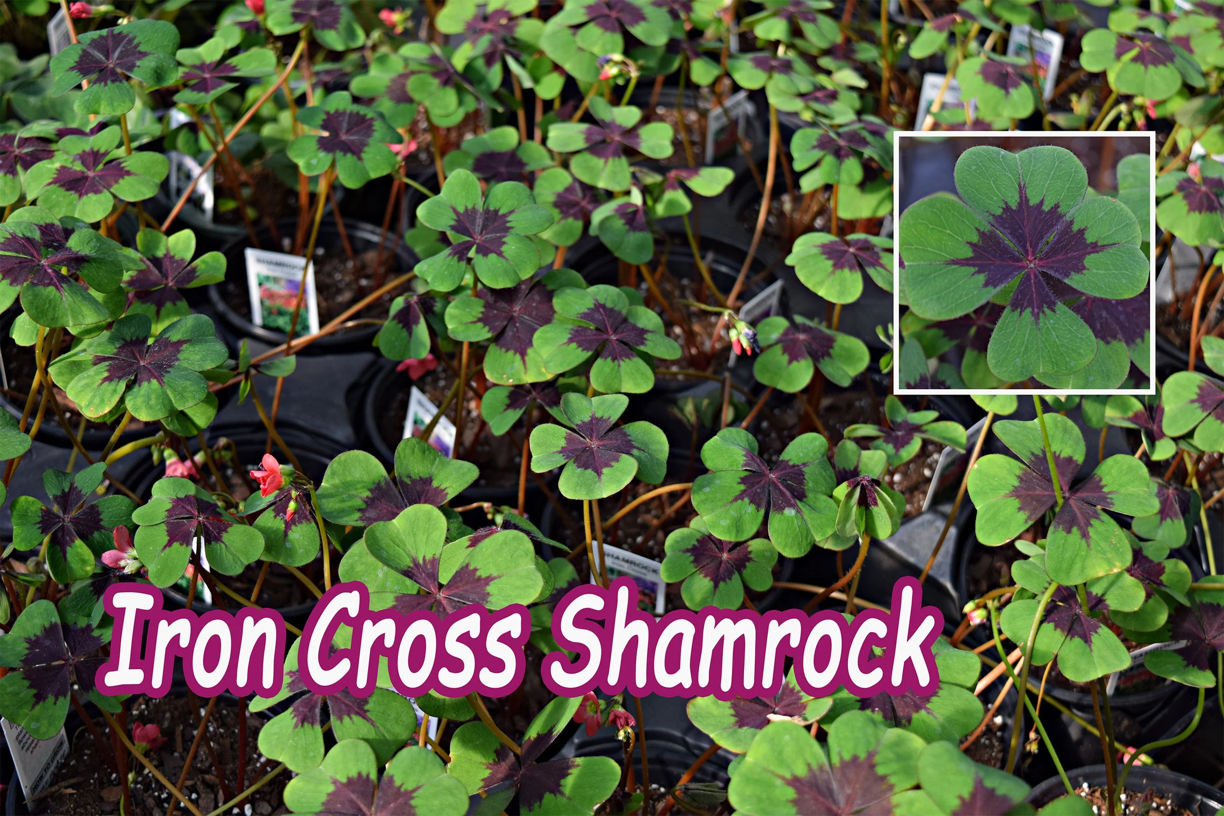 iron cross shamrock.jpg