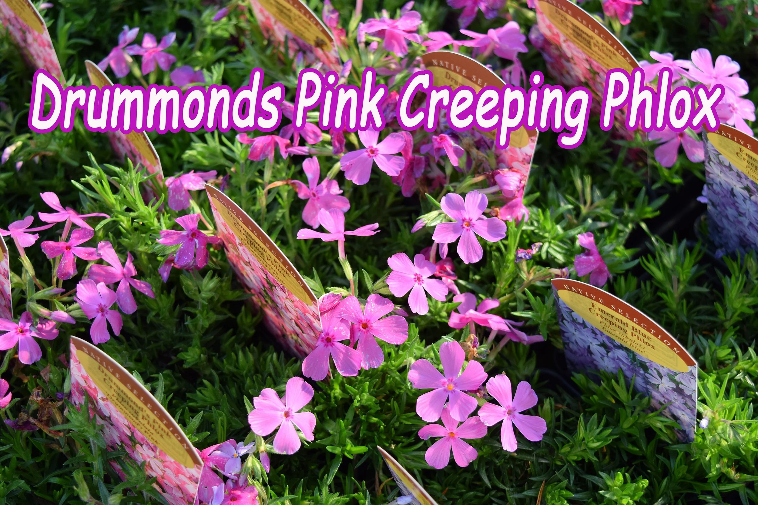pink phlox.jpg