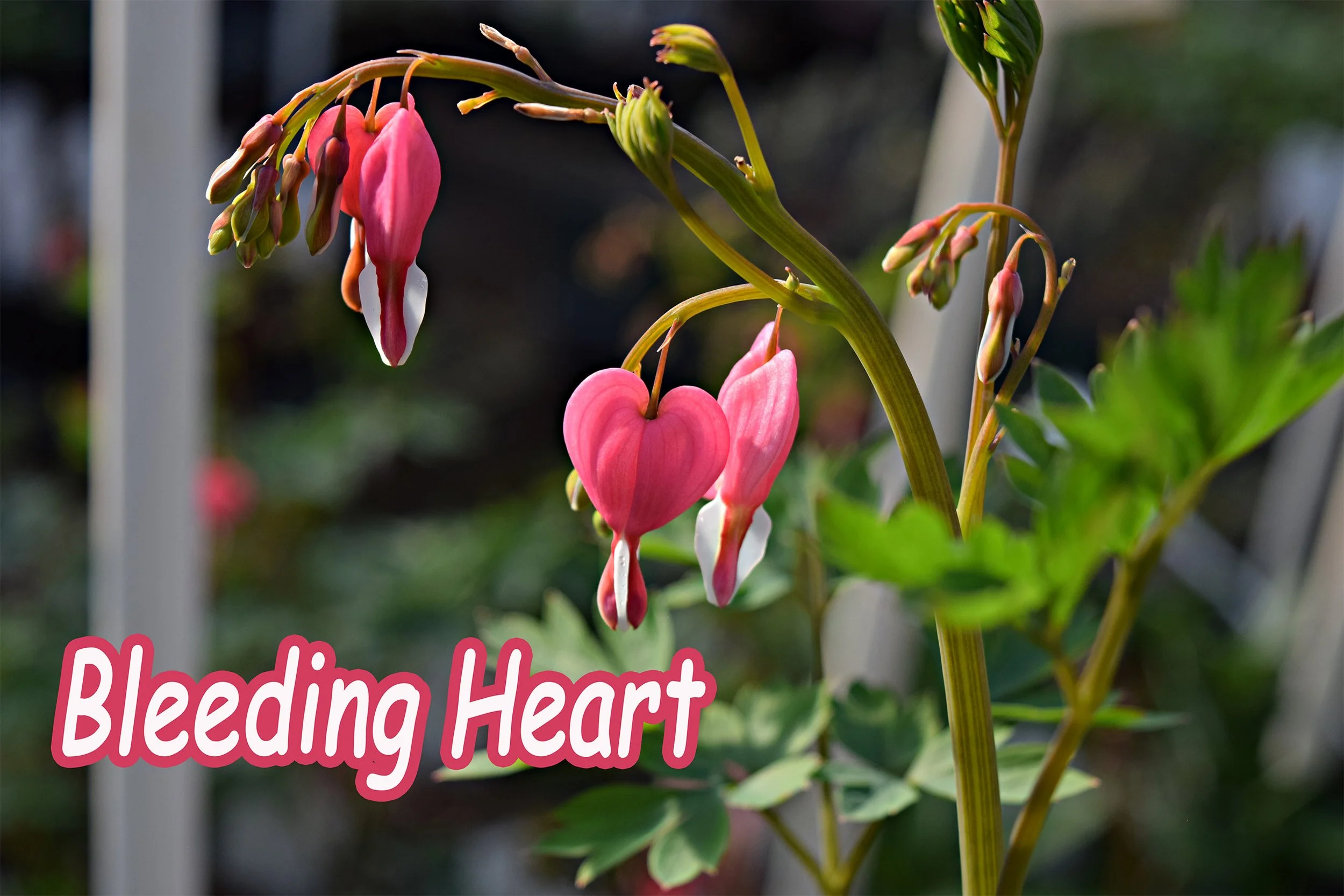 bleeding heart.jpg