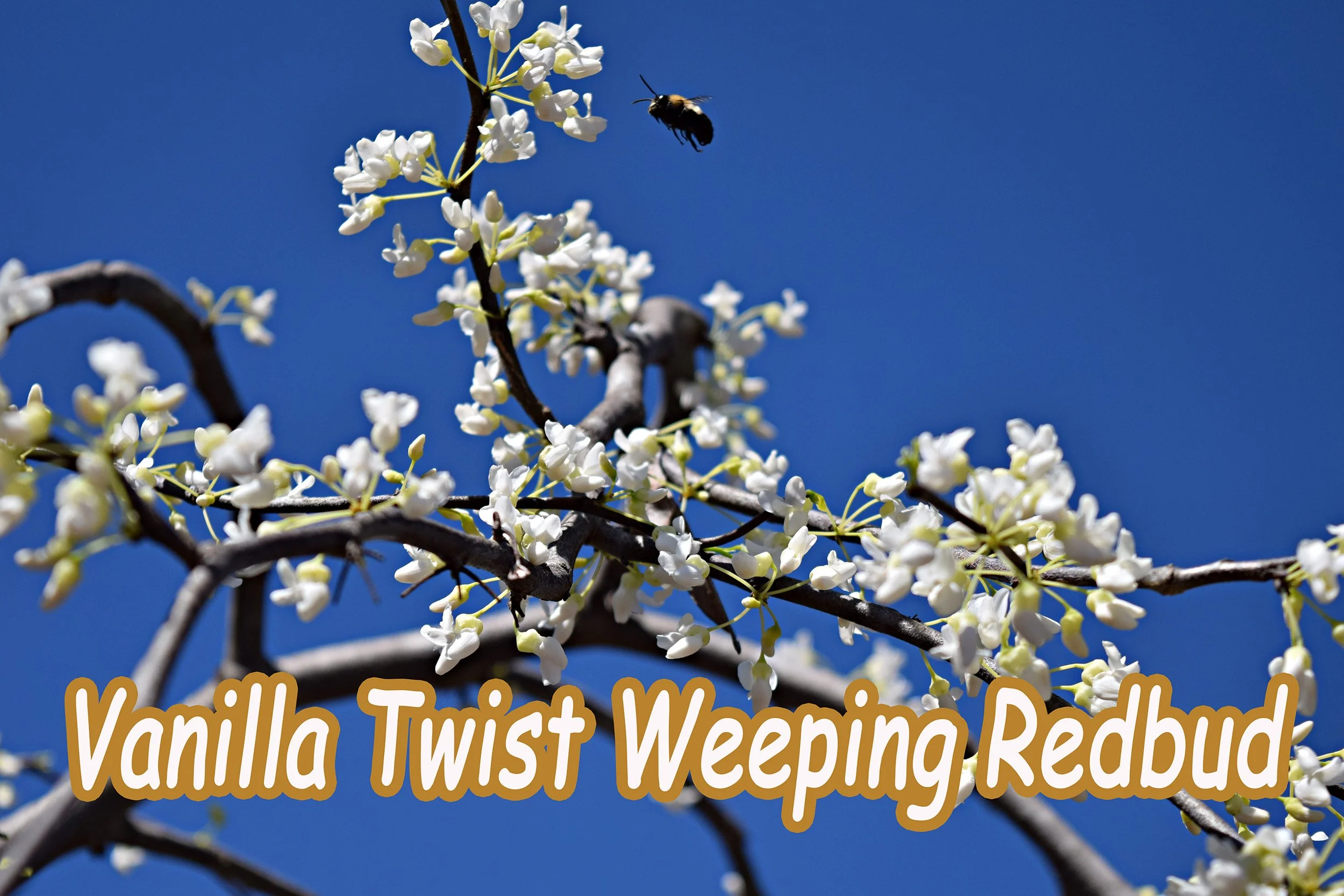vanilla twist redbud.jpg