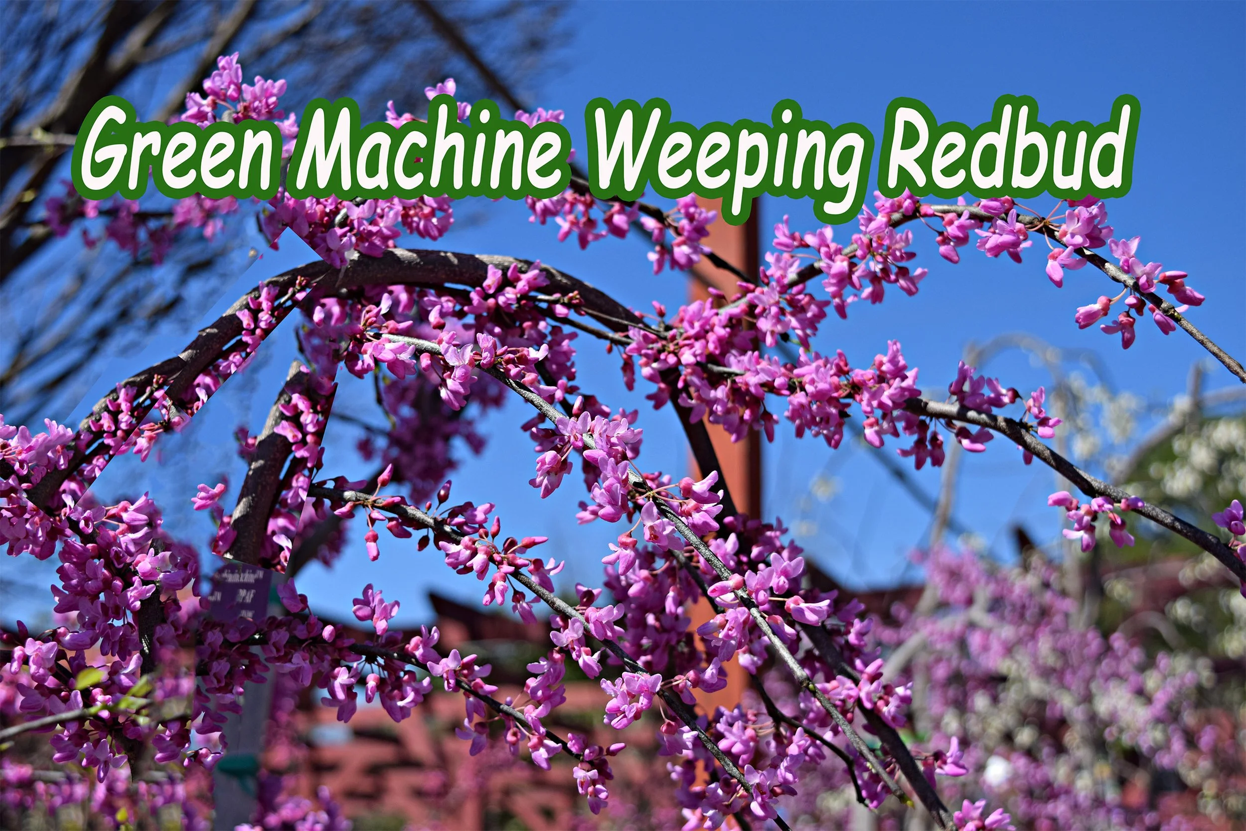 green machine redbud.jpg