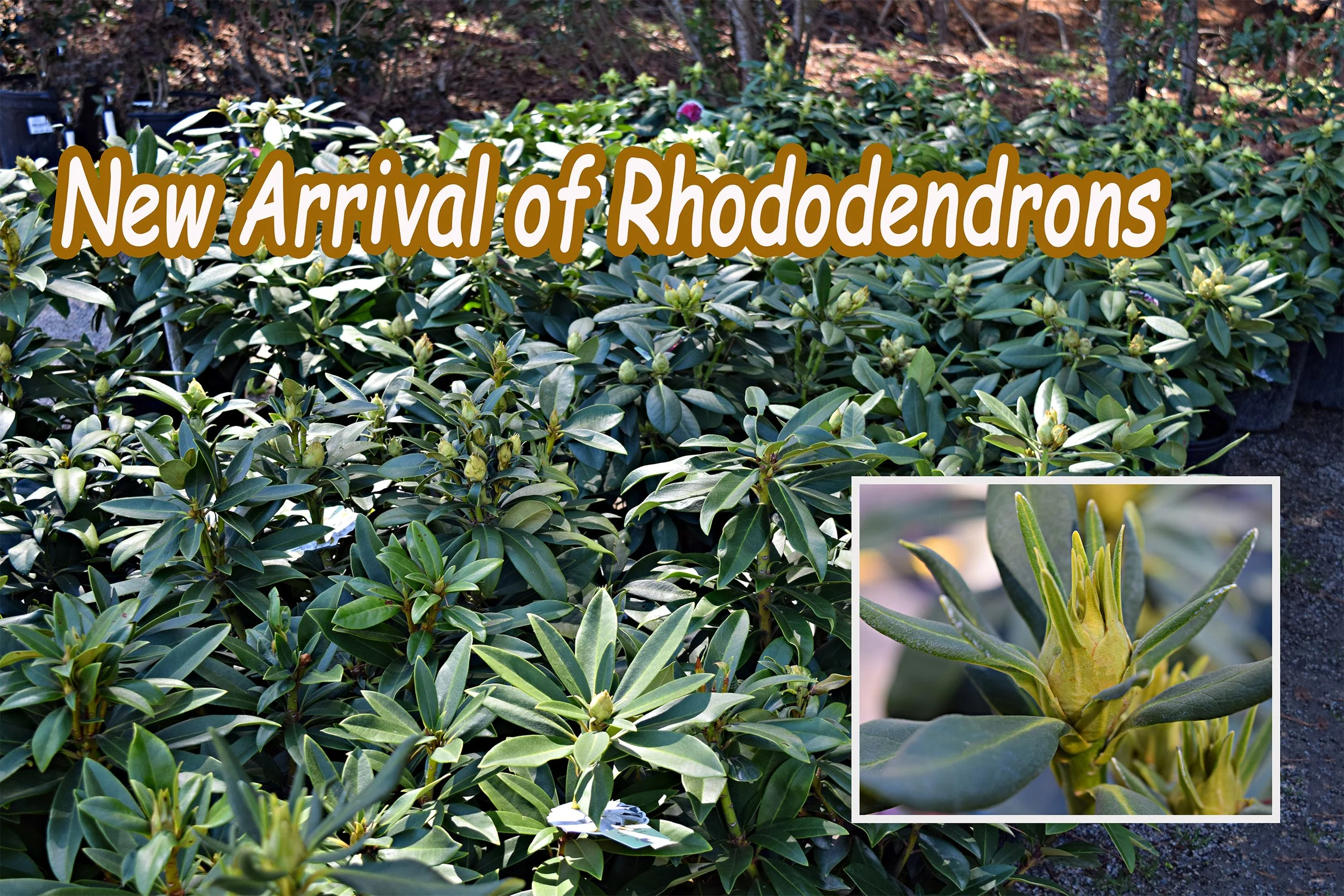 rhododendrons.jpg