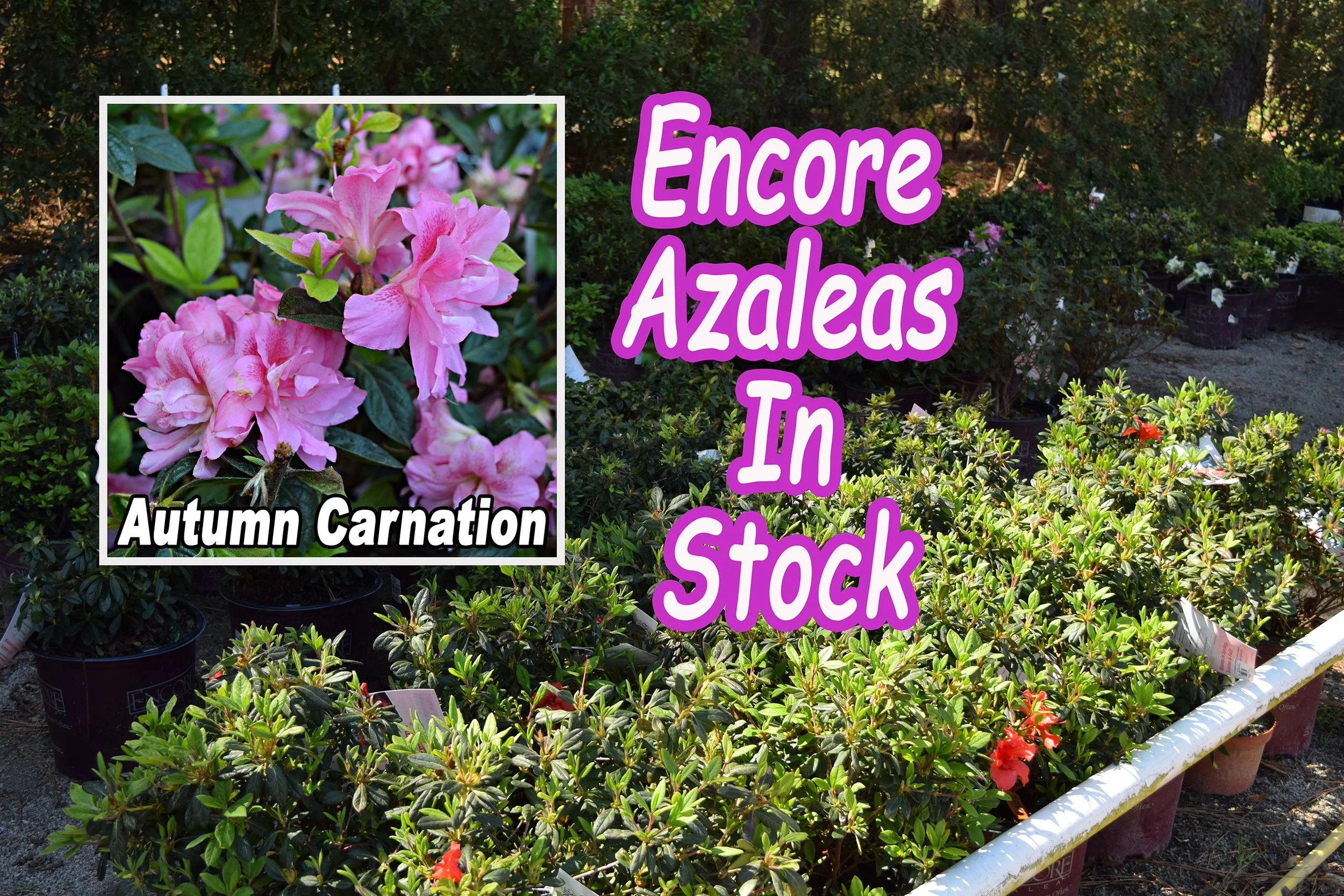 encore azaleas2.jpg