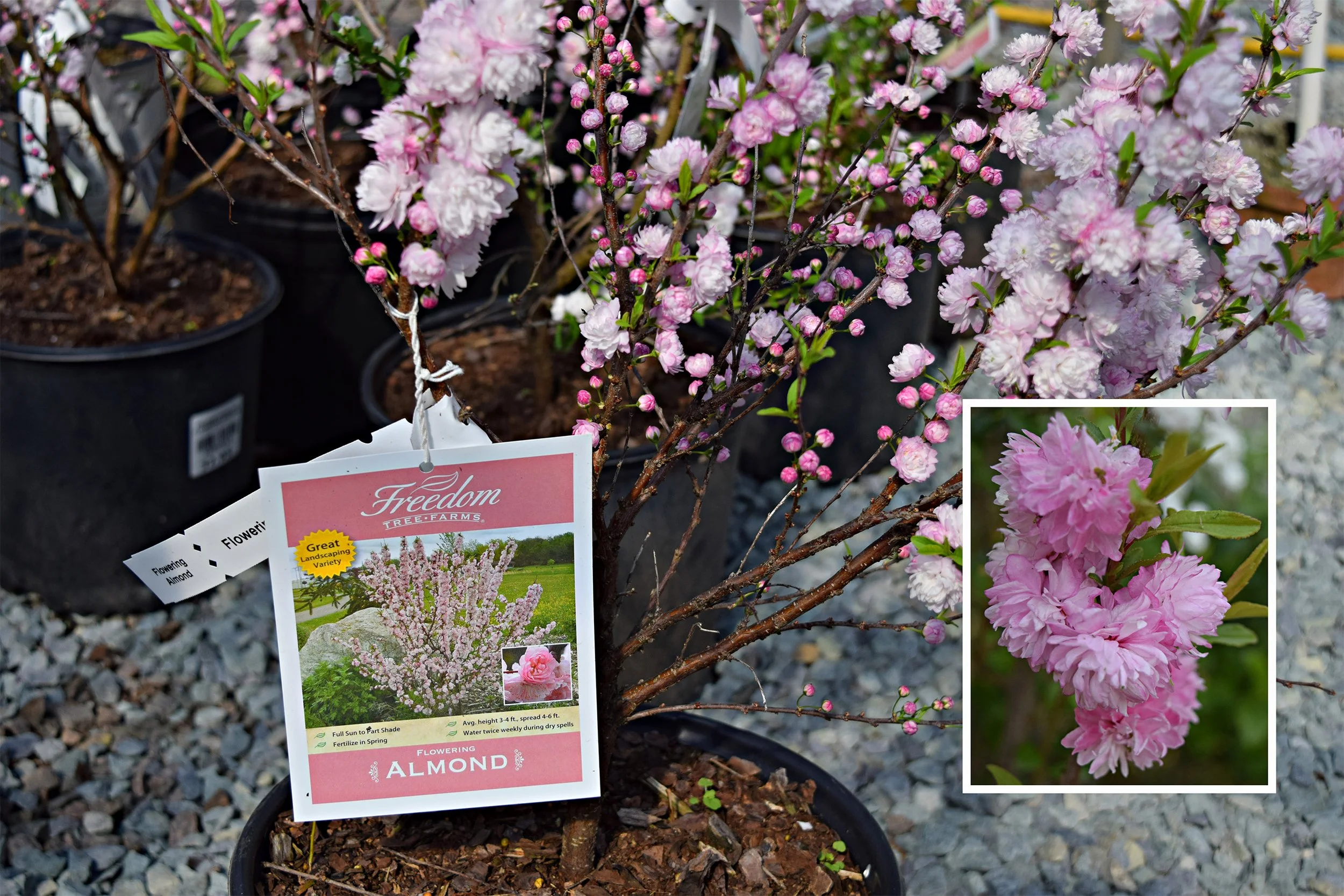 flowering almond.jpg