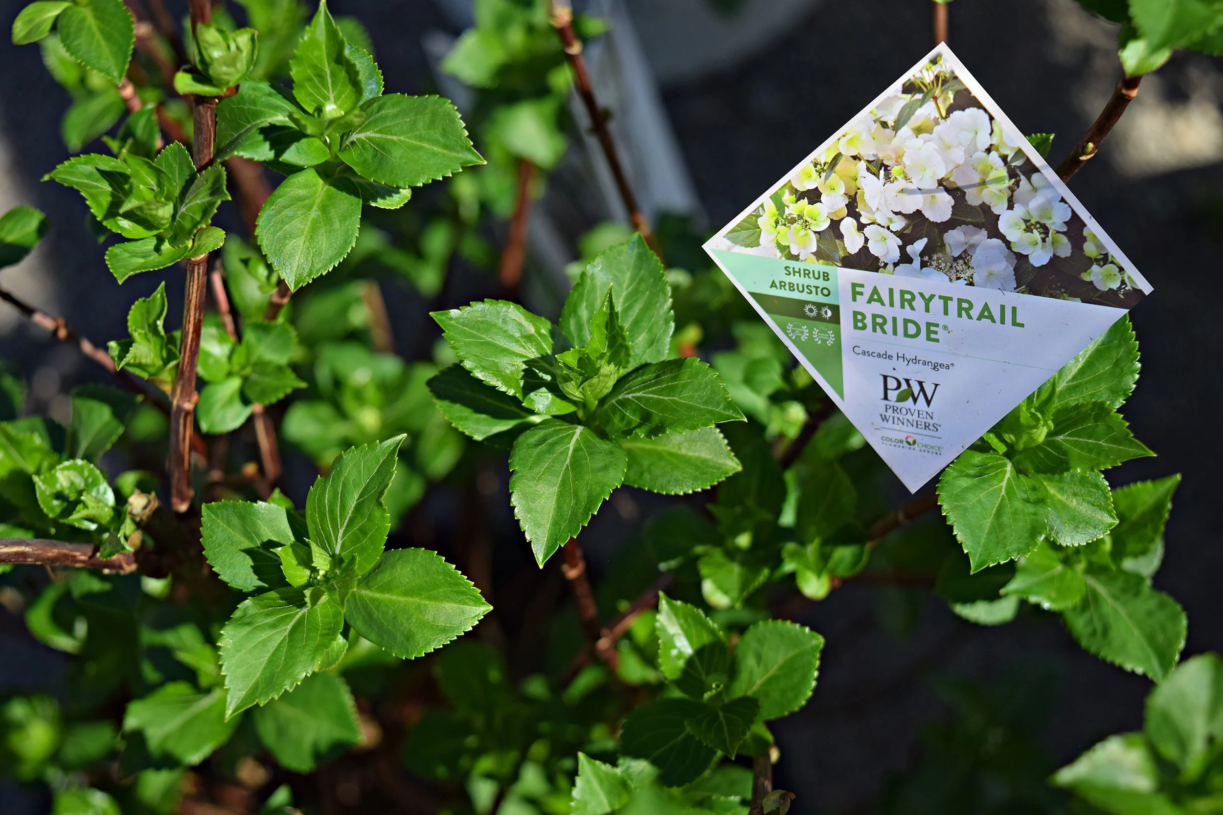 fairytrail hydrangea.jpg