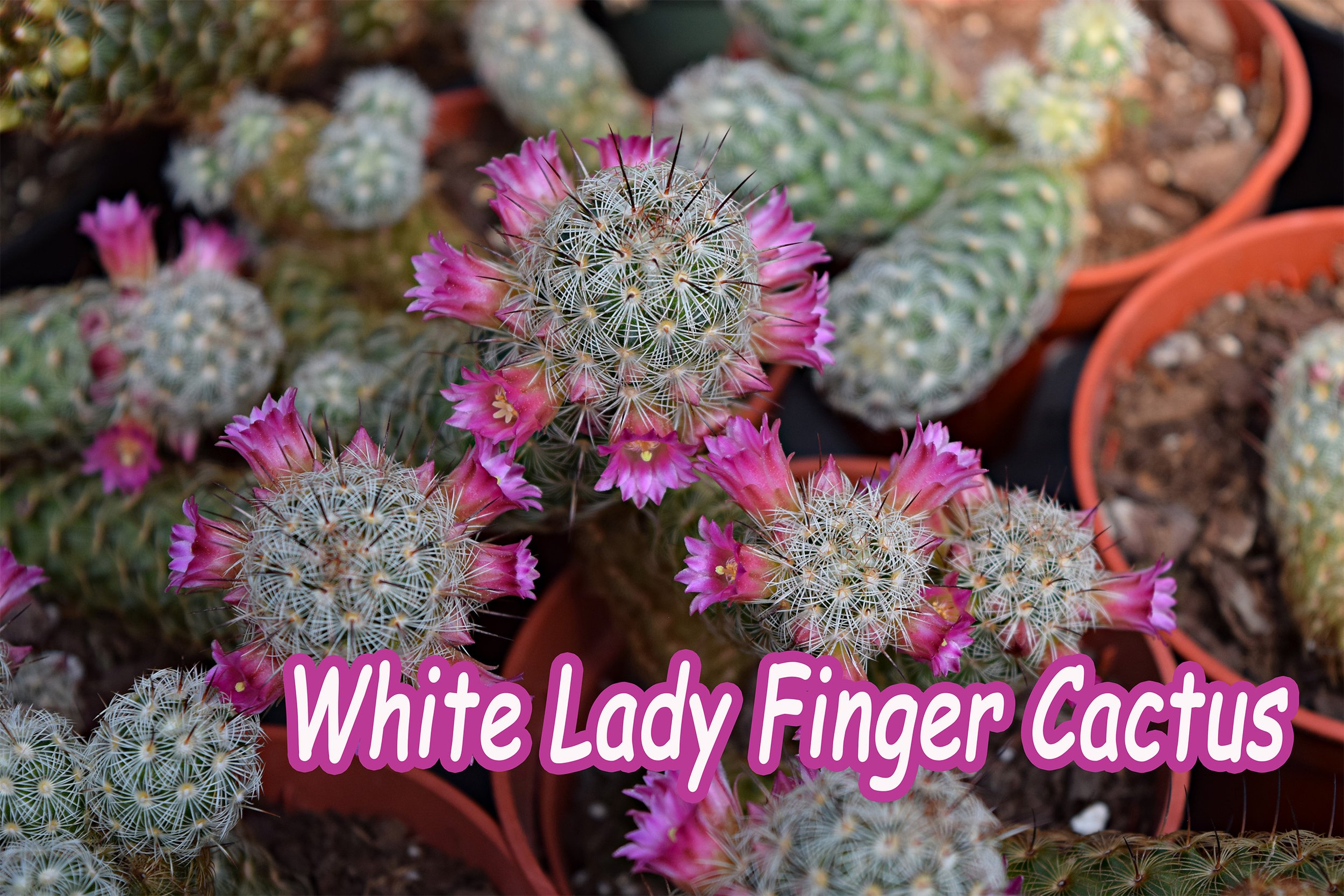 white lady finger cactus.jpg