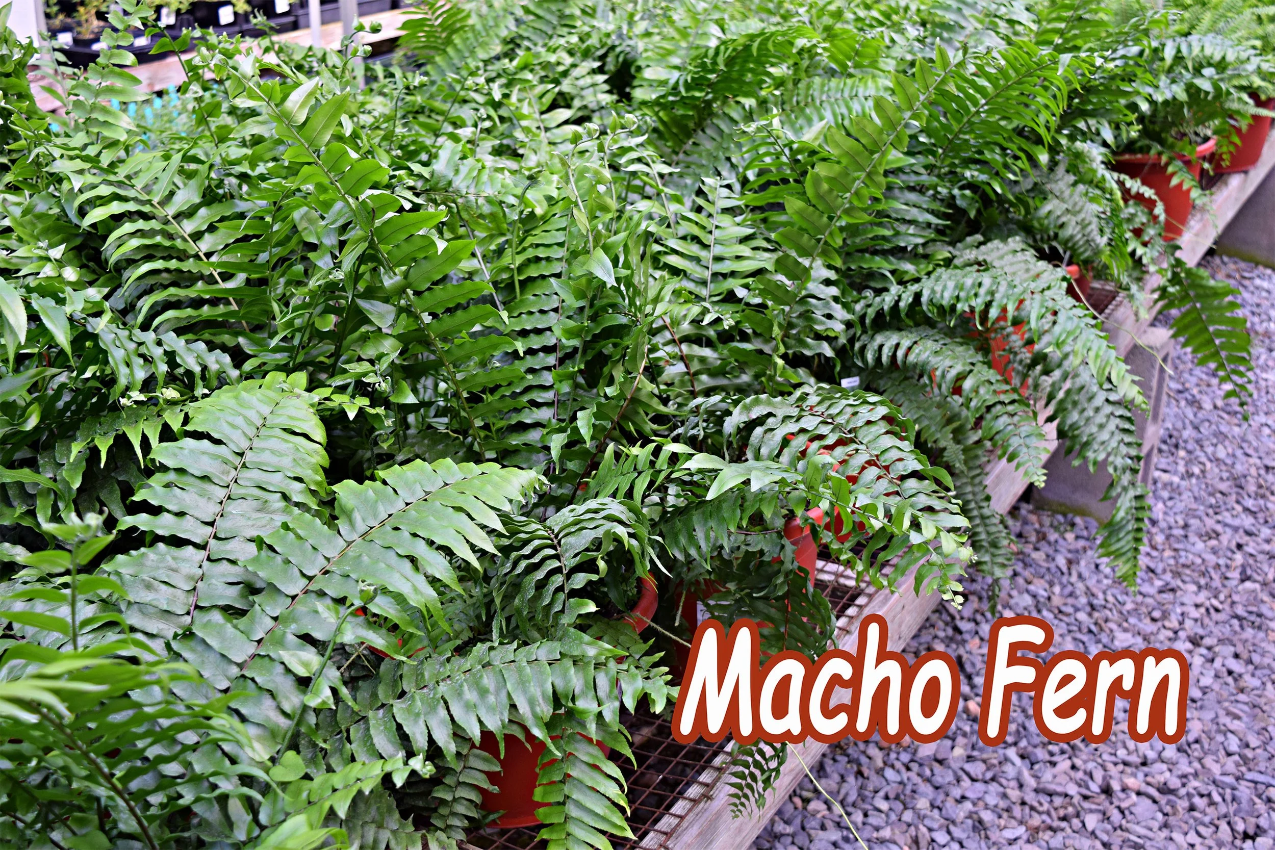 macho fern.jpg