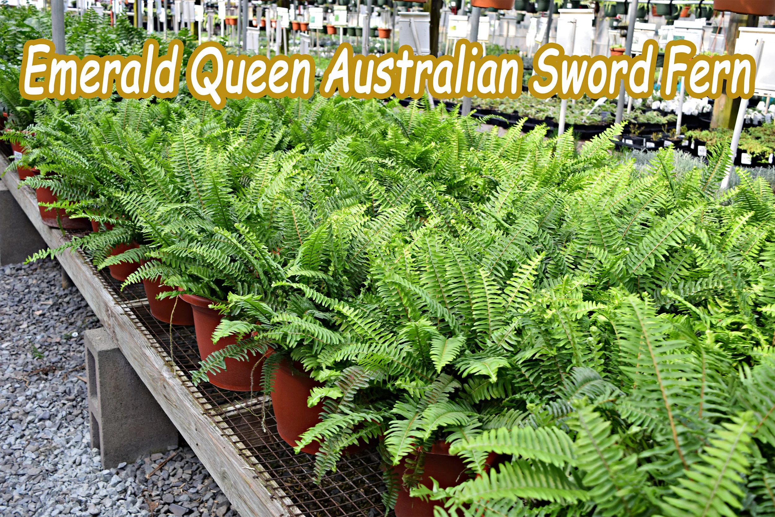 emerald queen fern.jpg