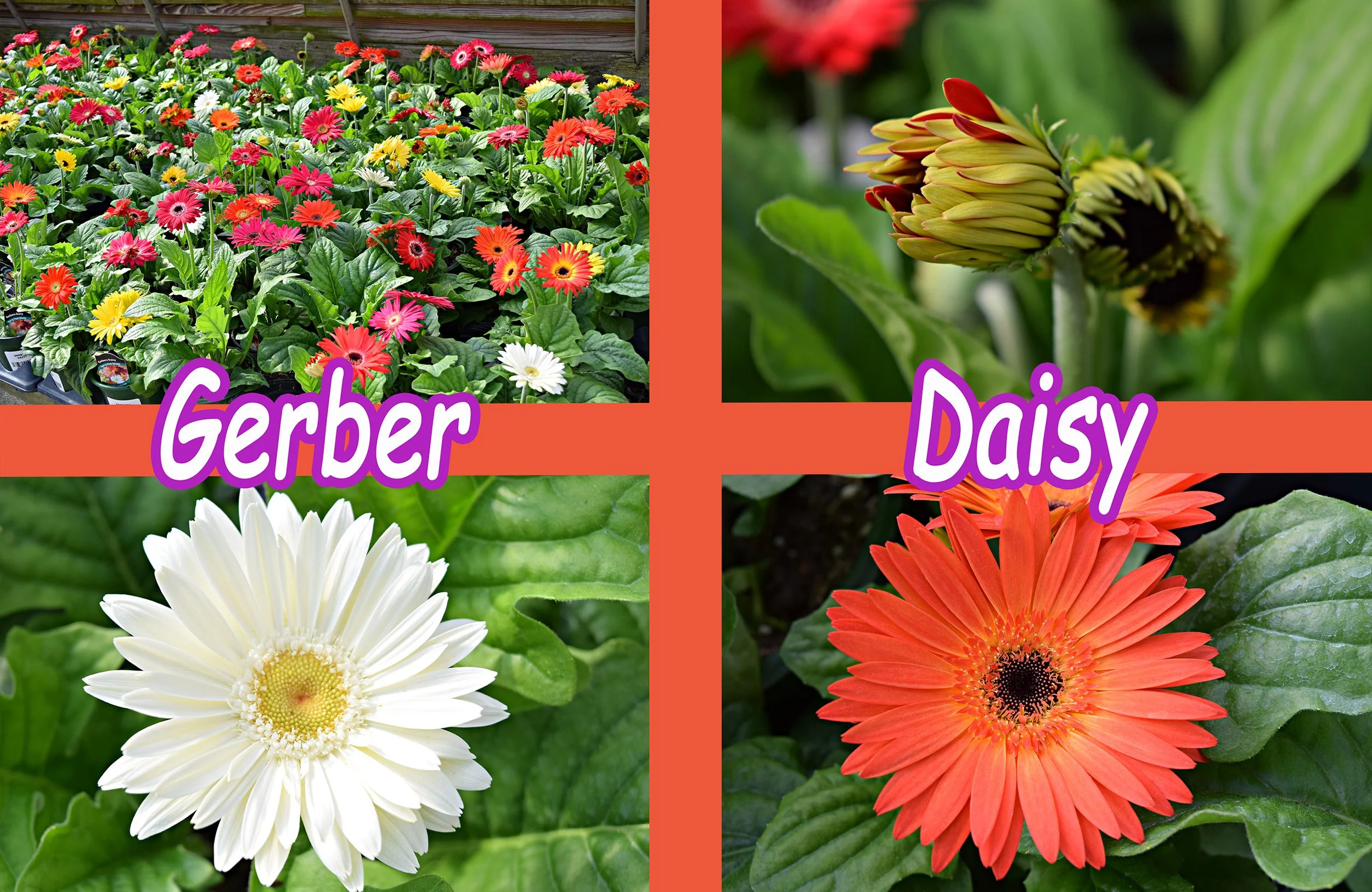 gerber daisy.jpg