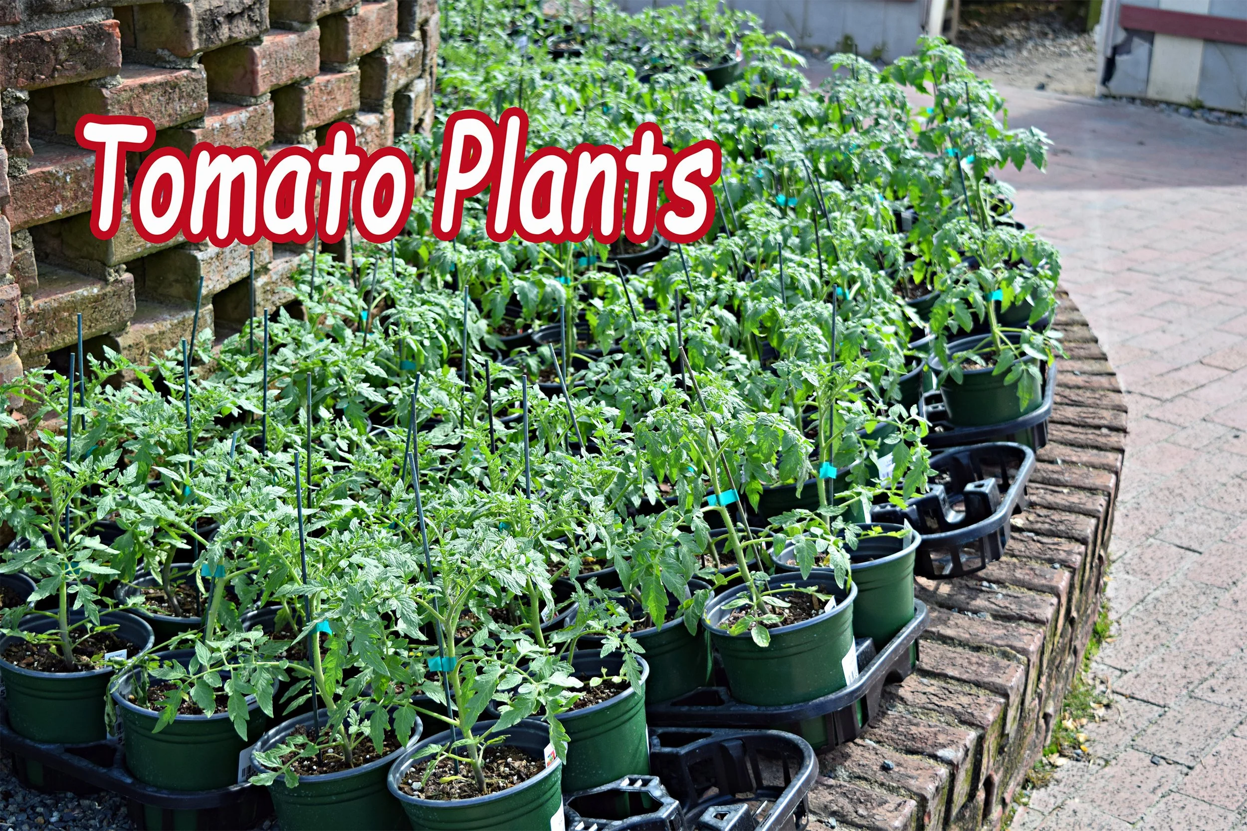 tomato plants.jpg