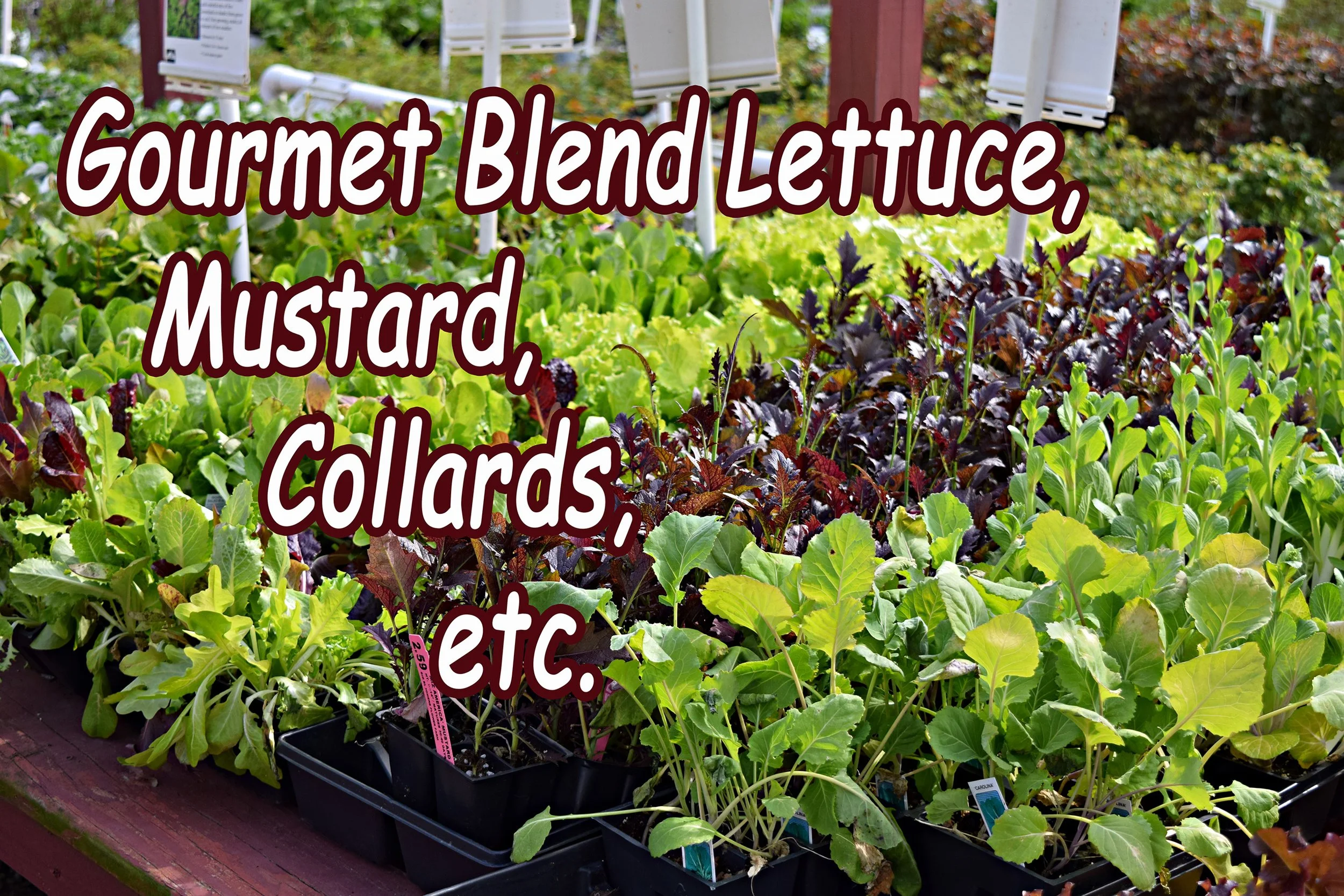 lettuce mix.jpg