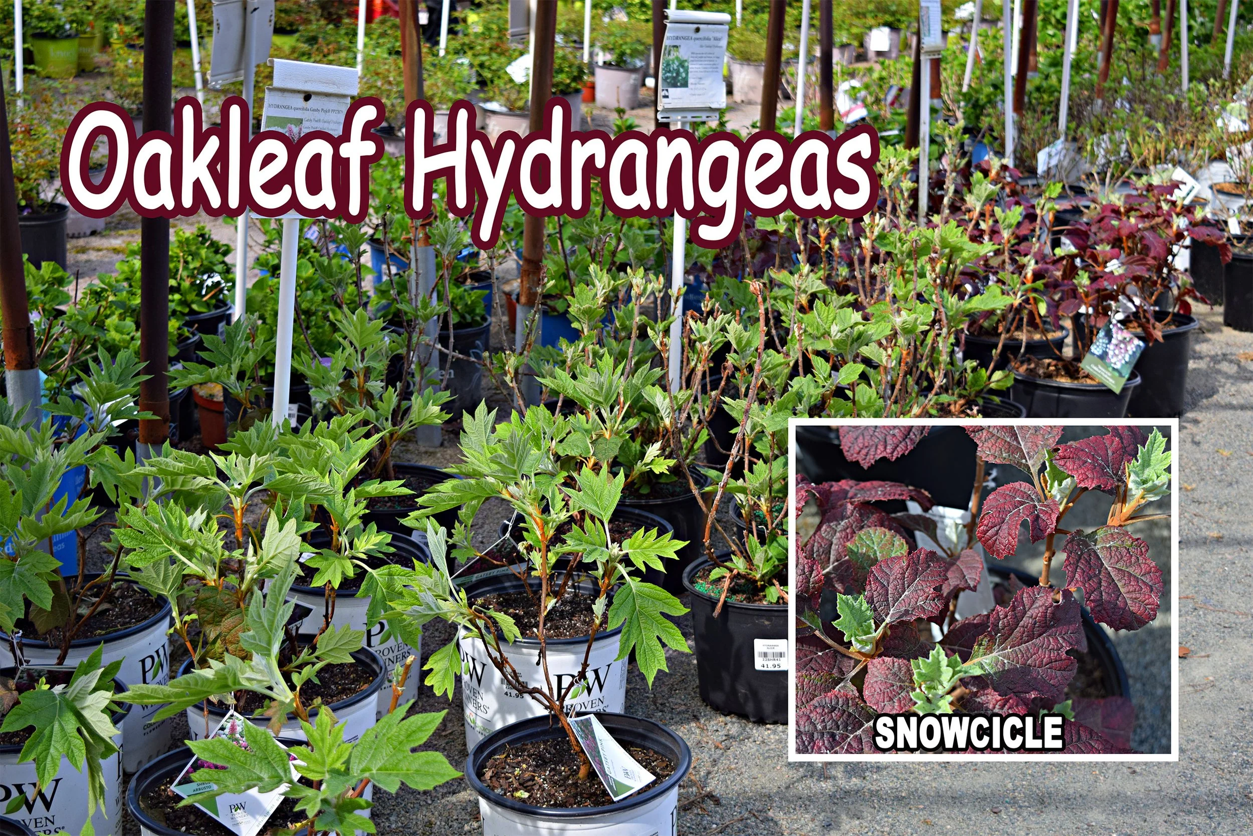 oakleaf hydrangeas.jpg