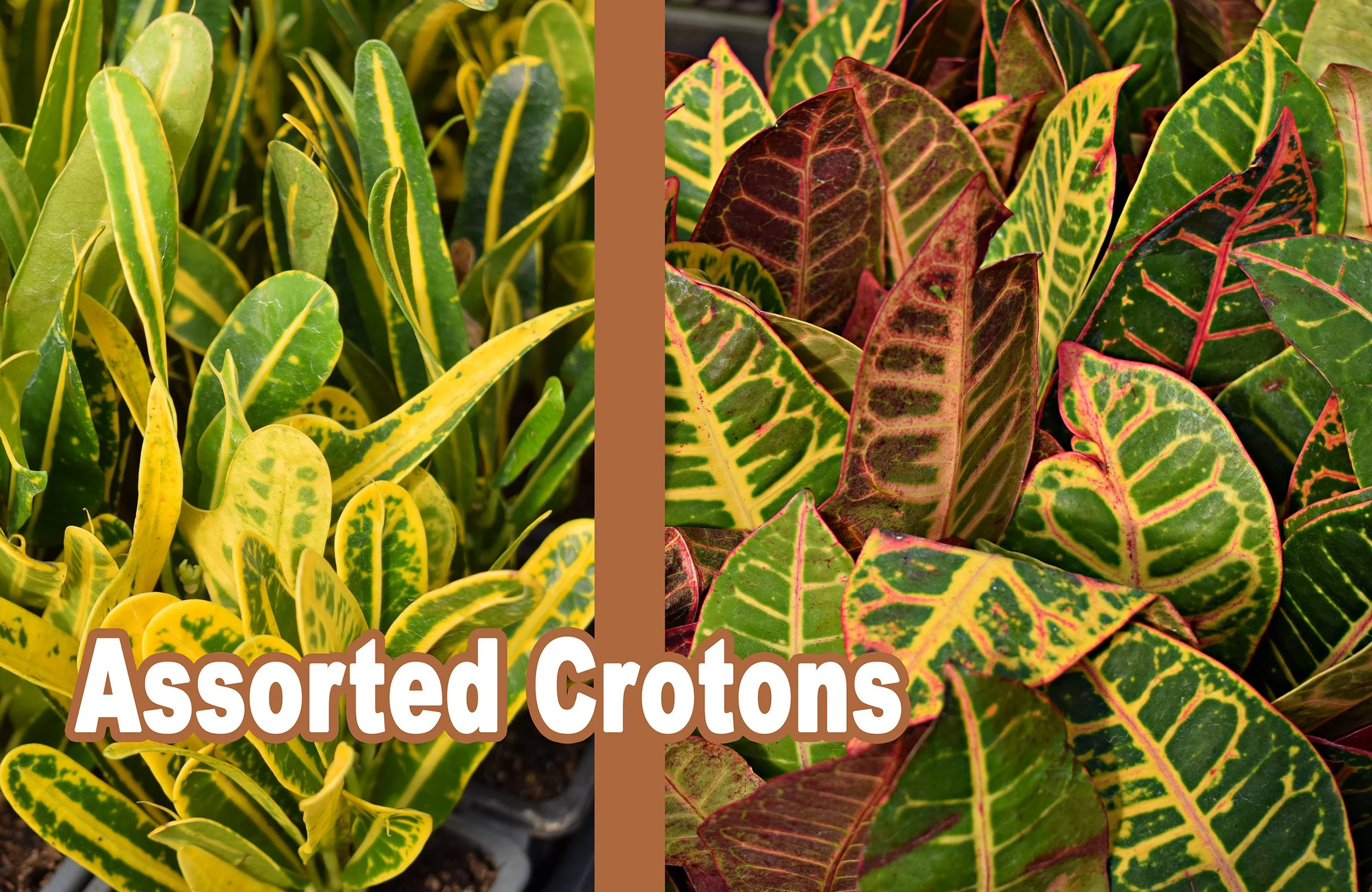 crotons.jpg