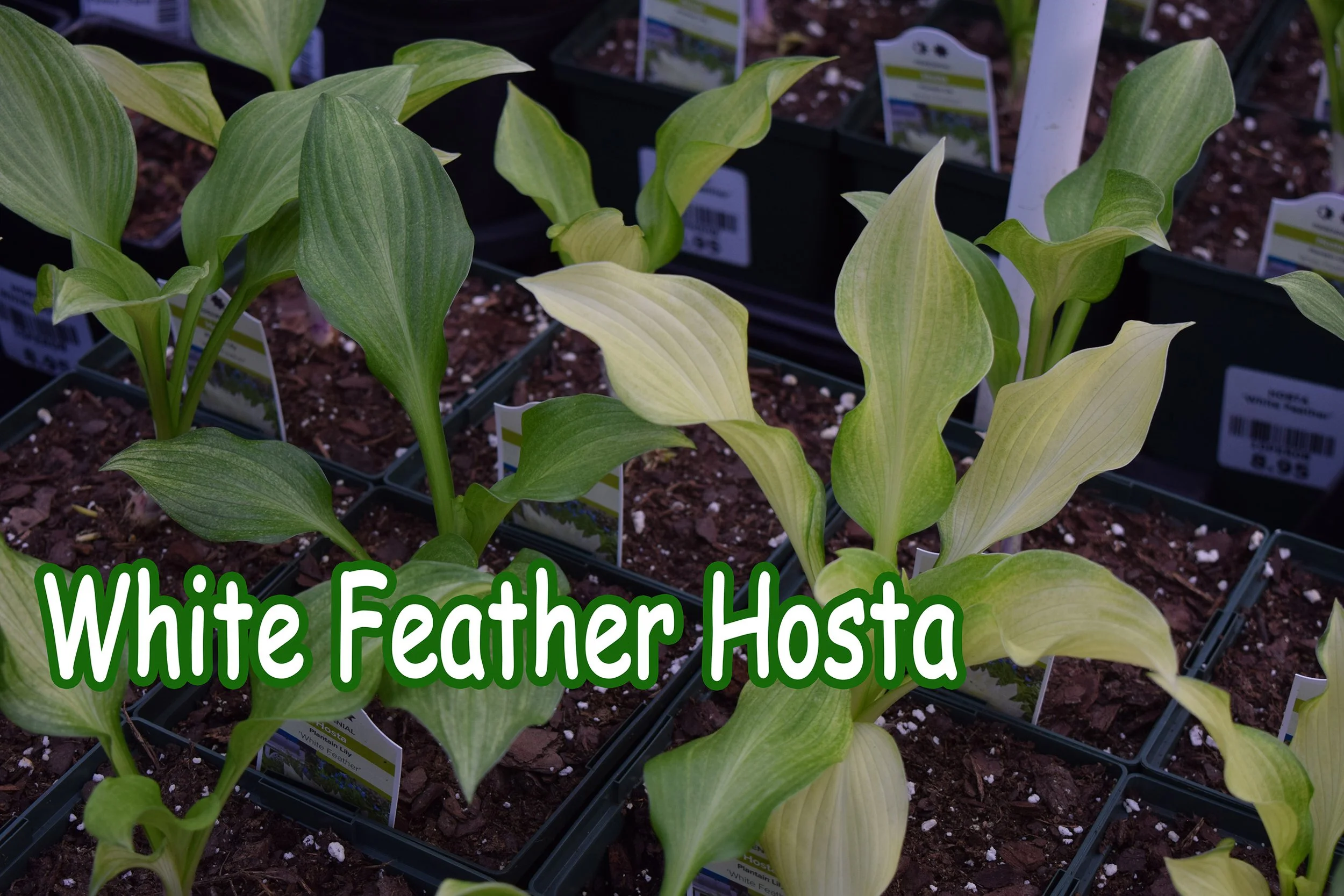 white feather hosta.jpg