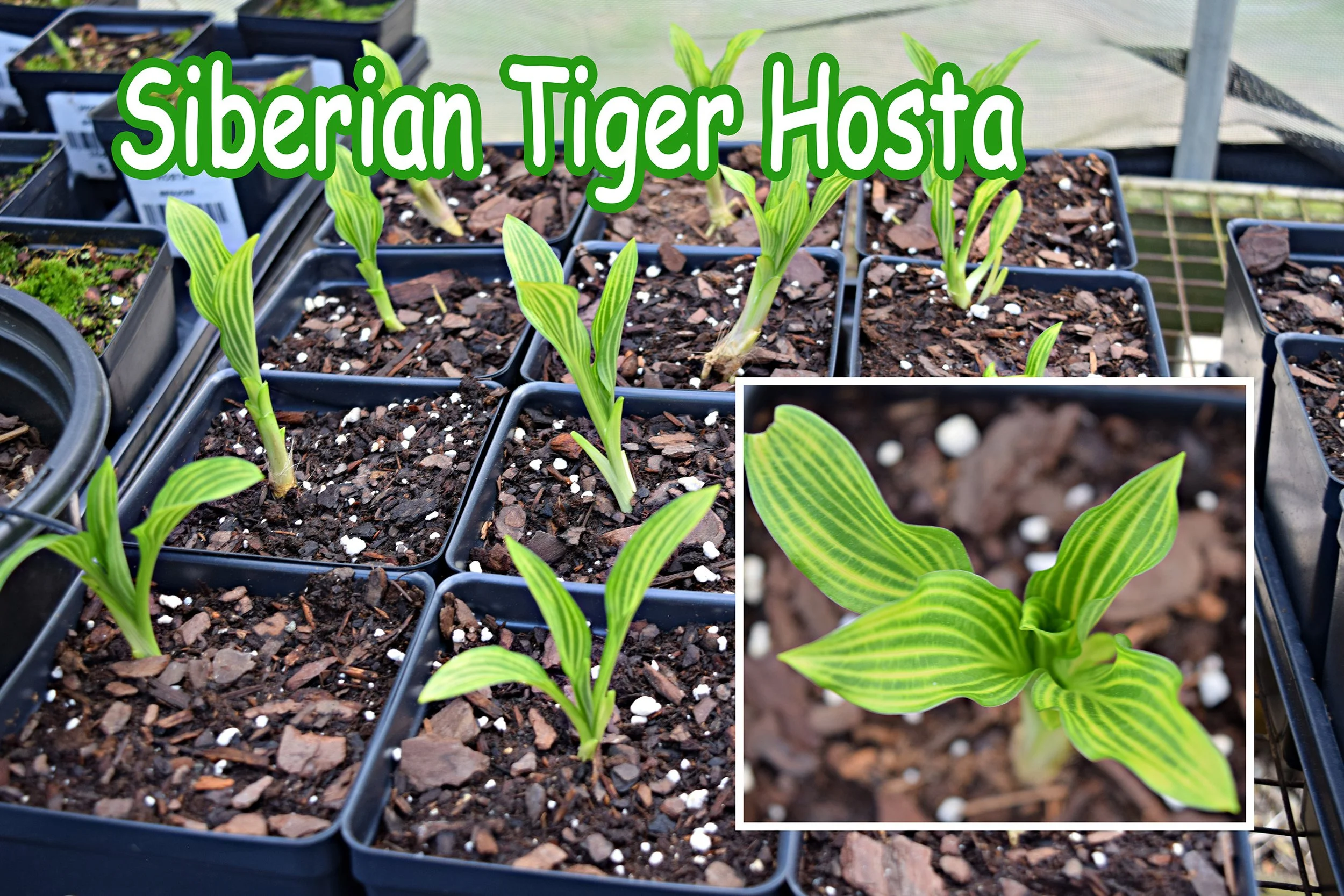 siberian tiger hosta.jpg