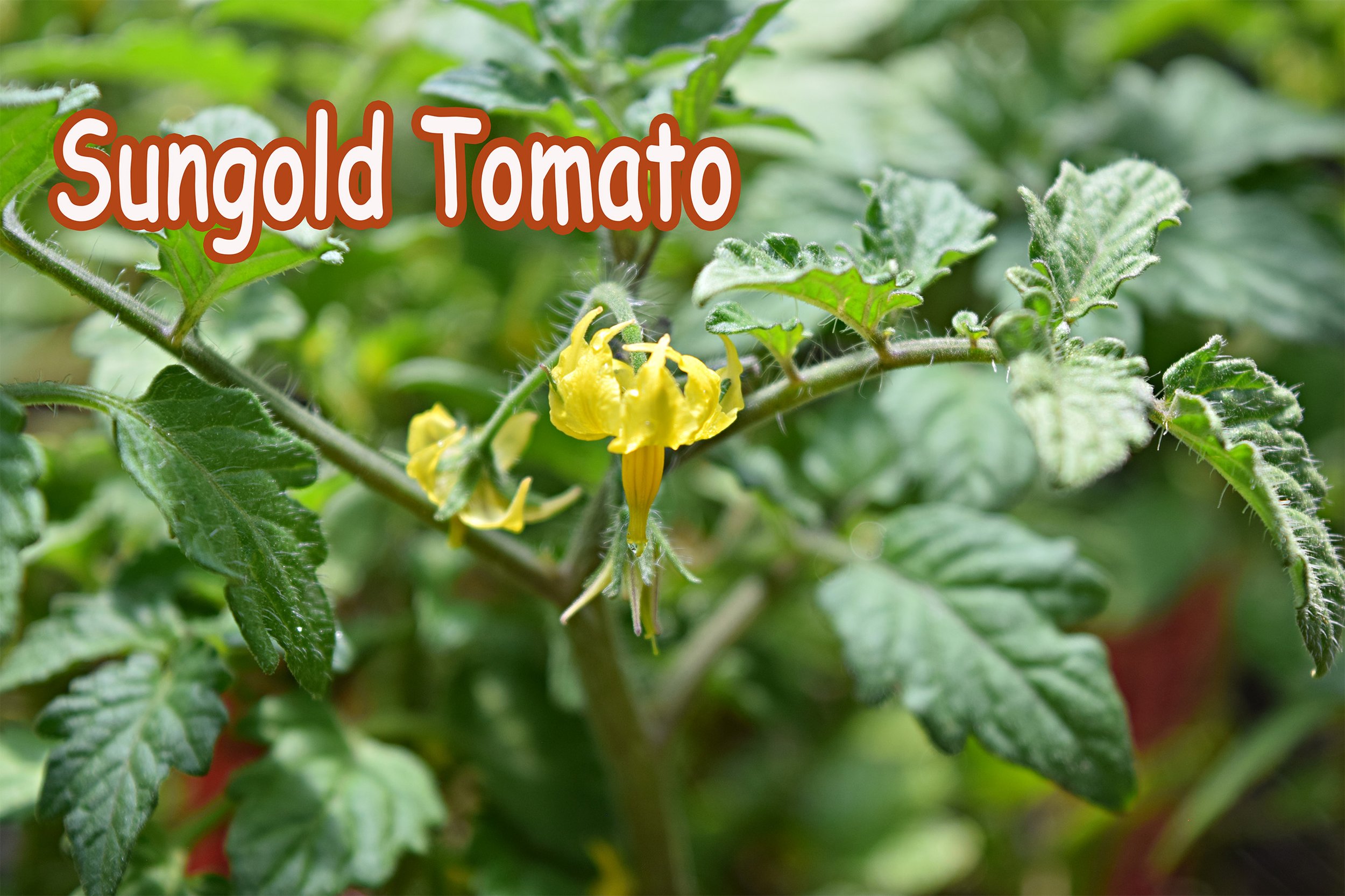 tomato sungold.jpg