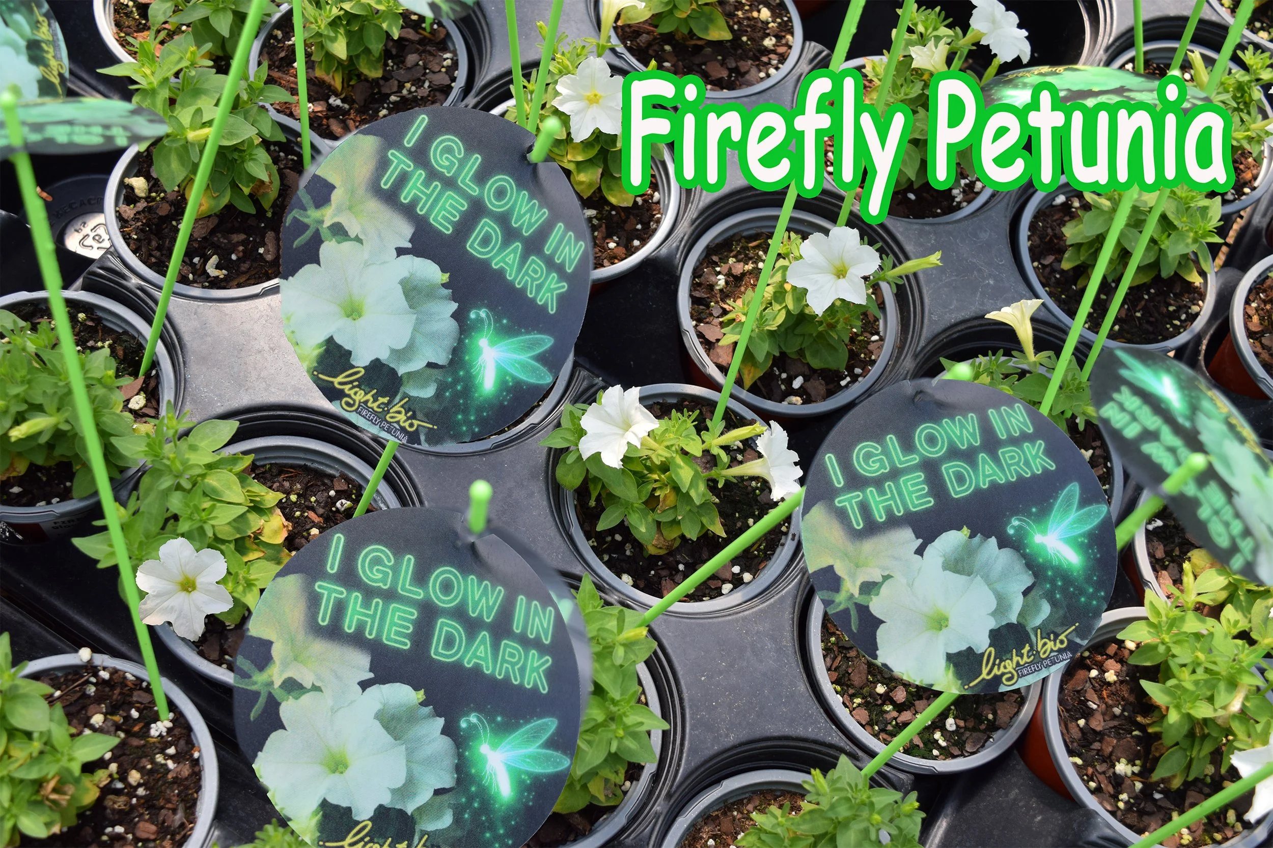 firefly petunia.jpg