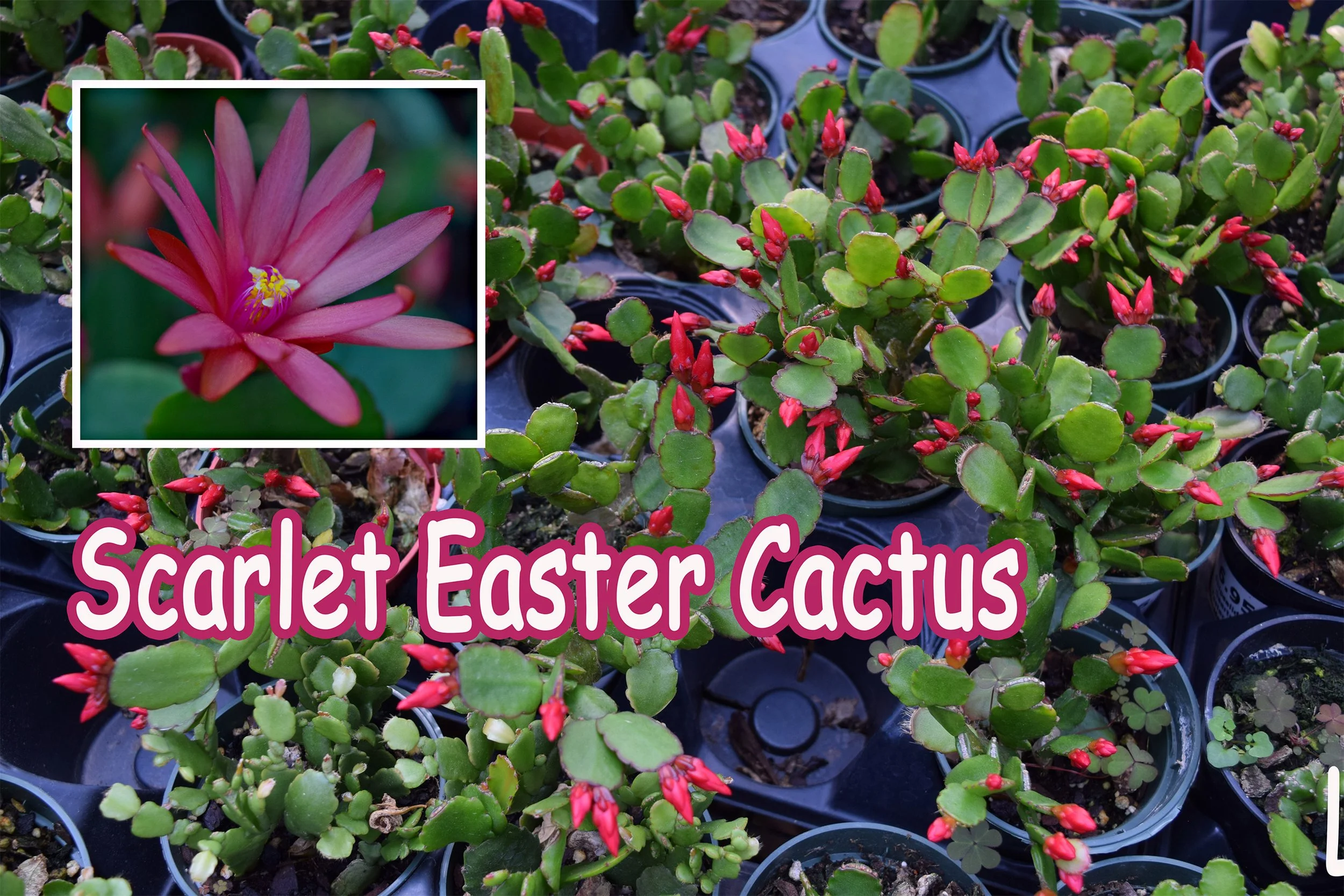 easter cactus.jpg