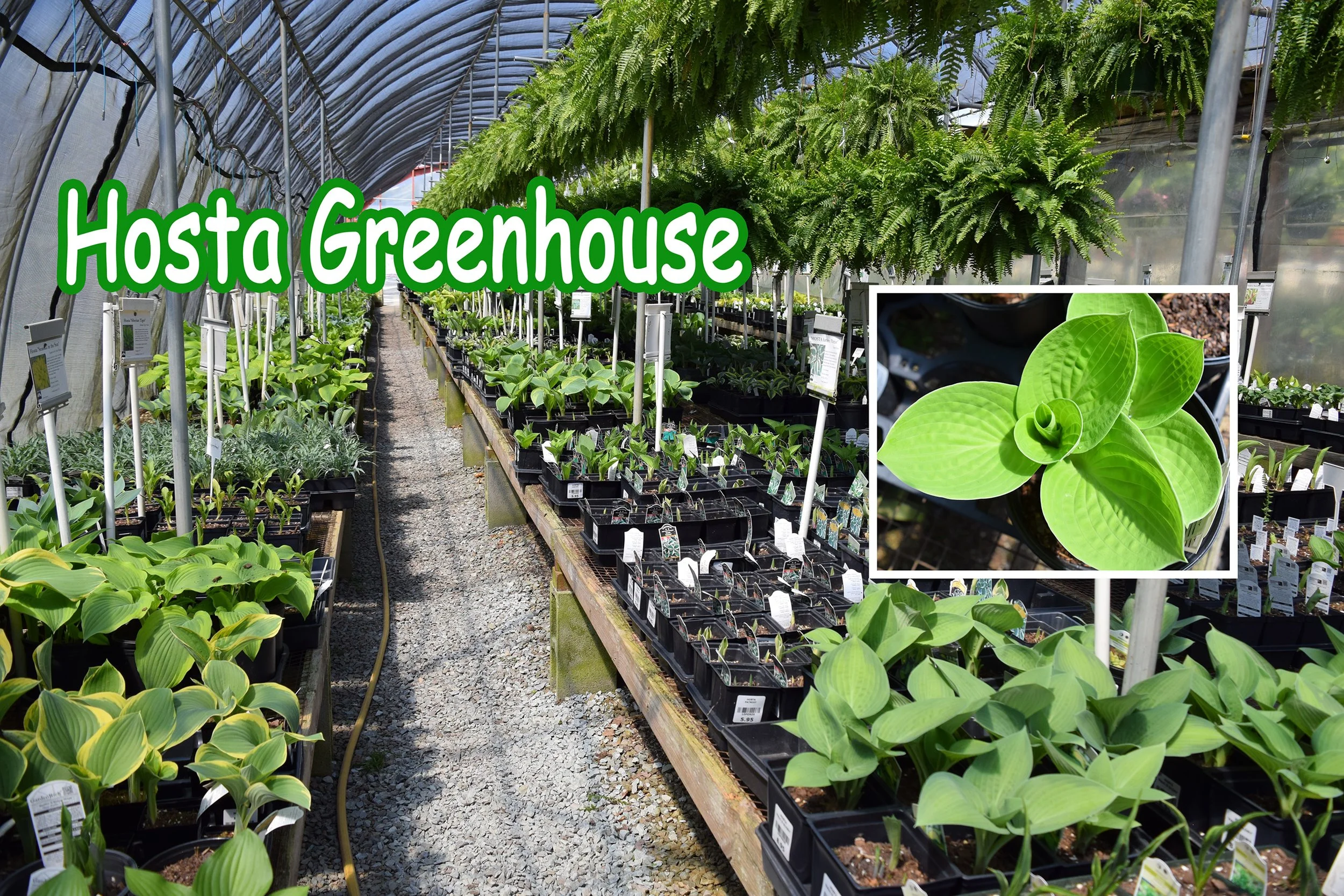 hosta.jpg