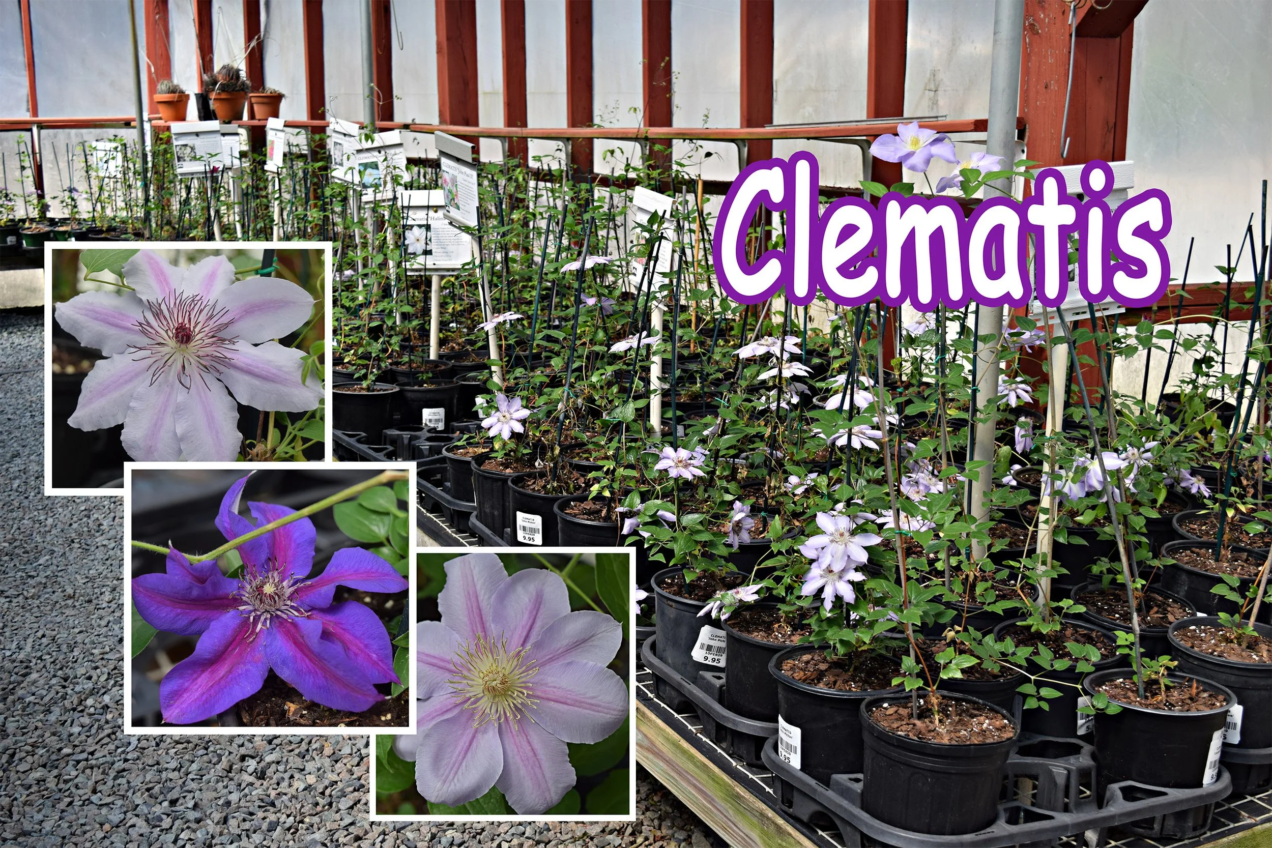 clematis.jpg