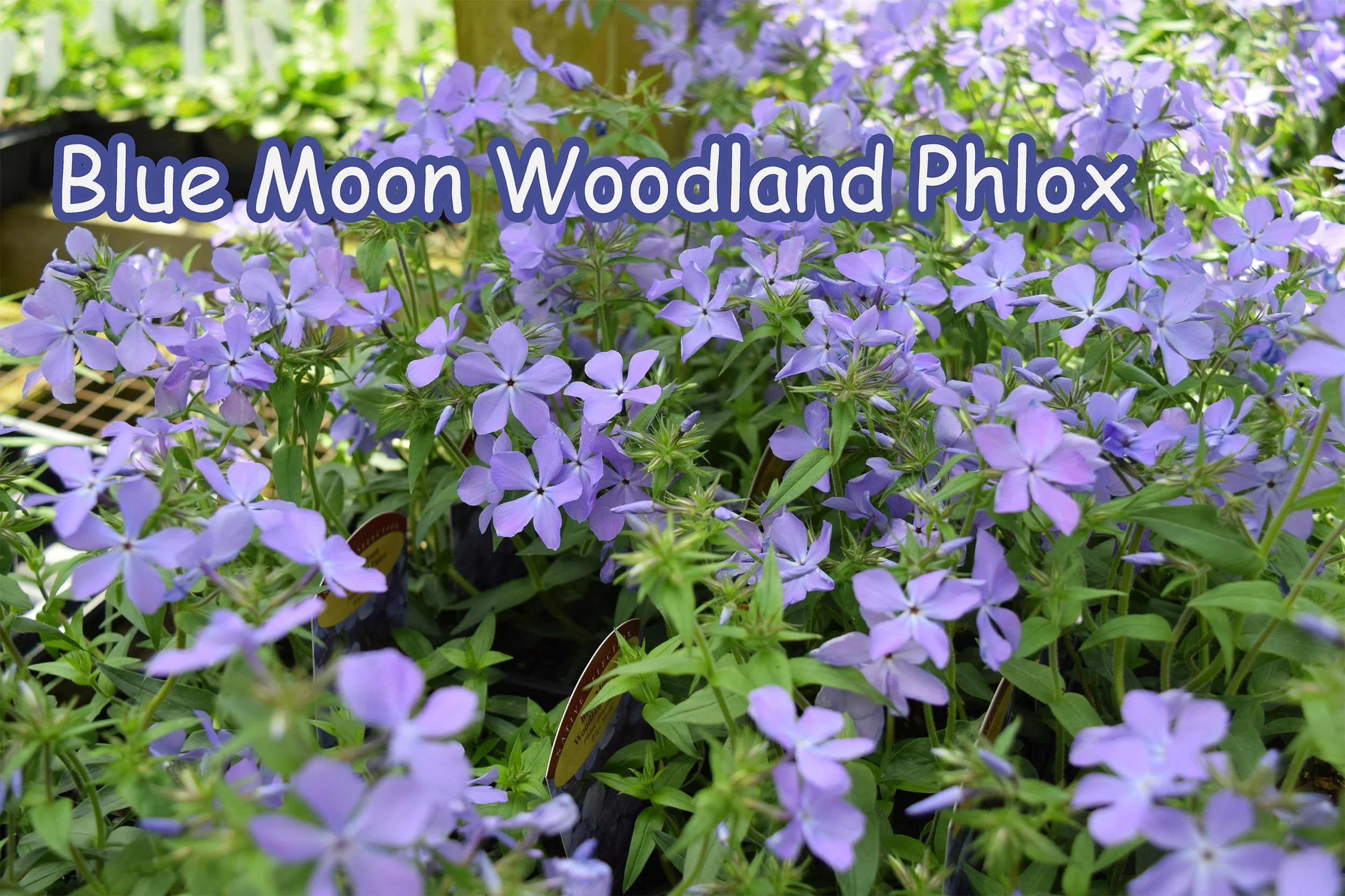 woodland phlox.jpg