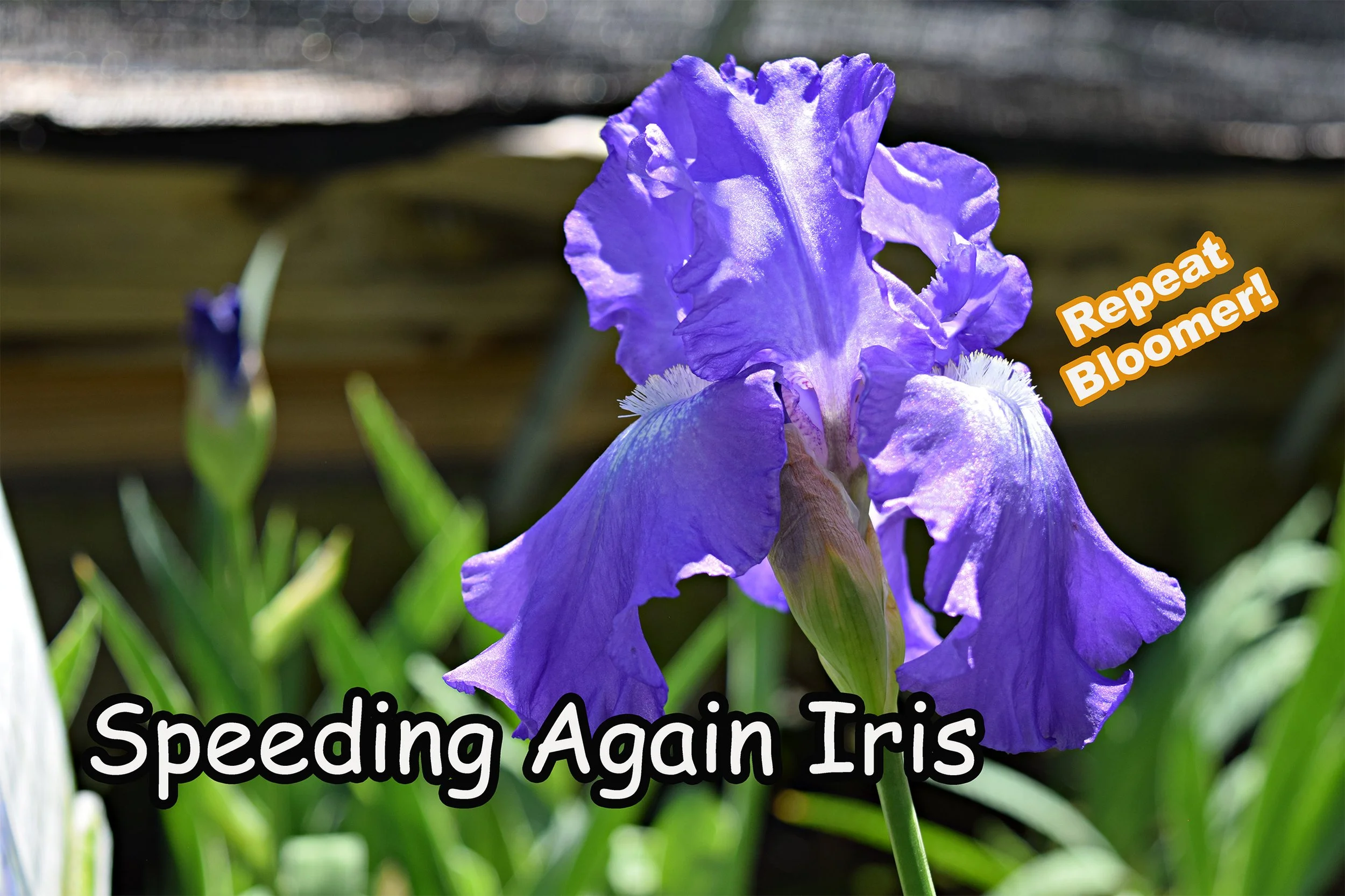 speeding again iris.jpg