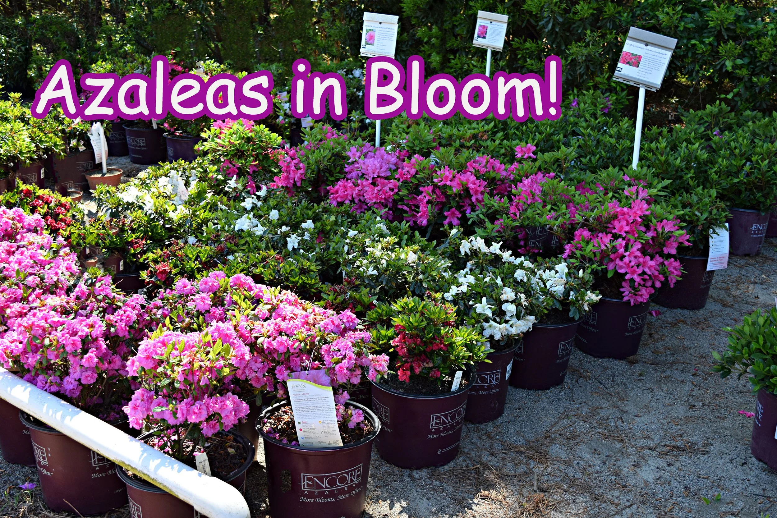 azaleas.jpg