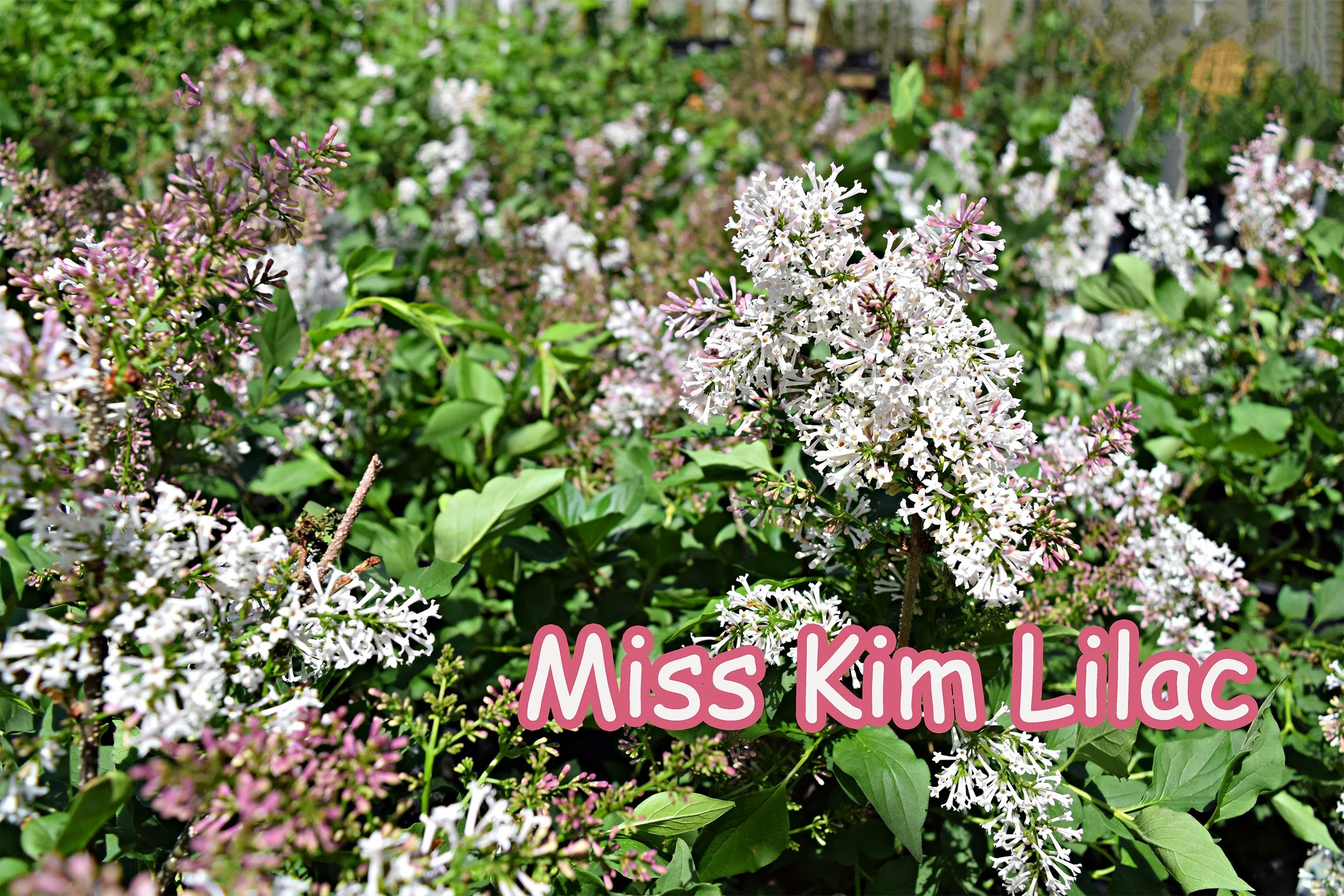 miss kim lilac.jpg