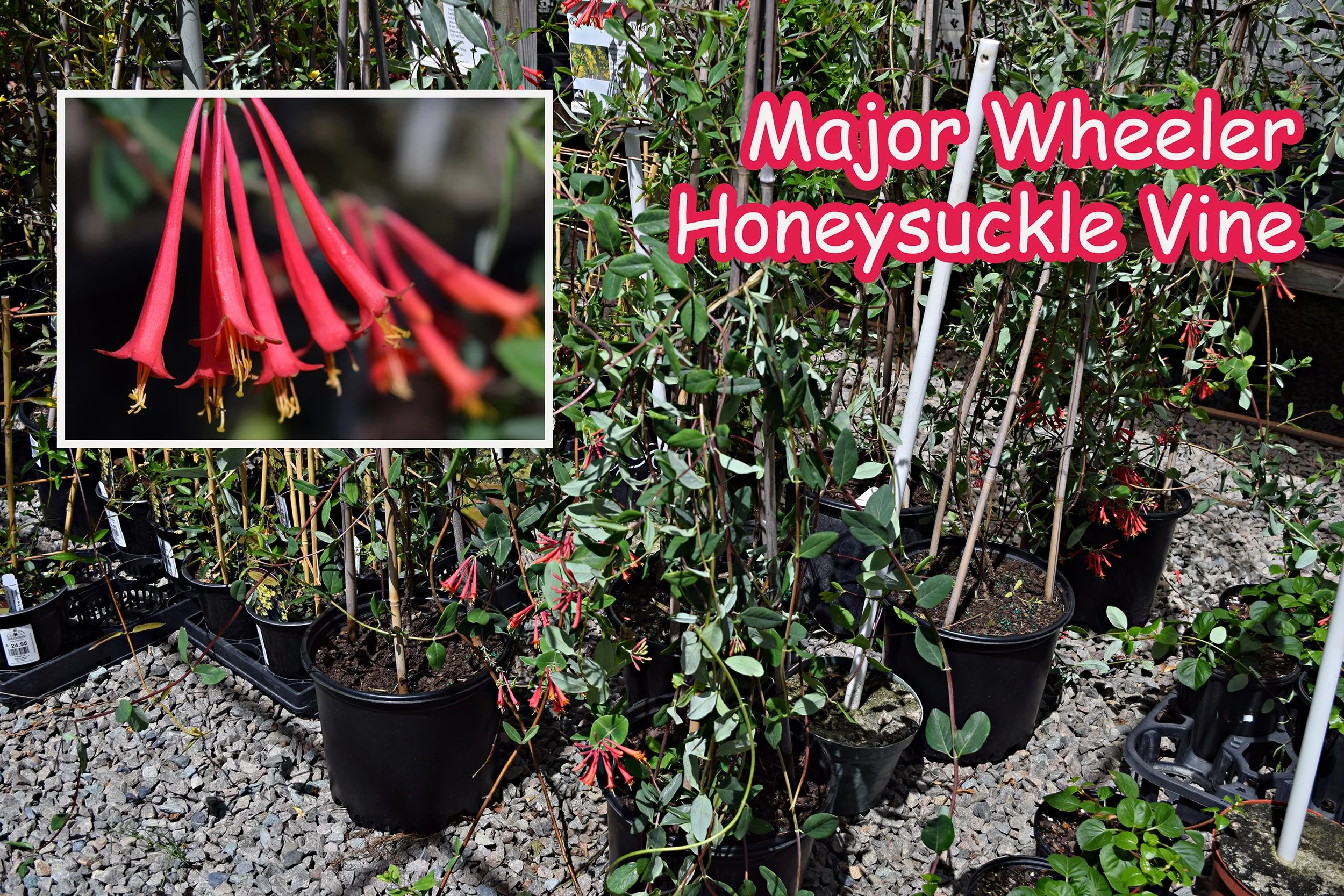 major wheeler honeysuckle.jpg