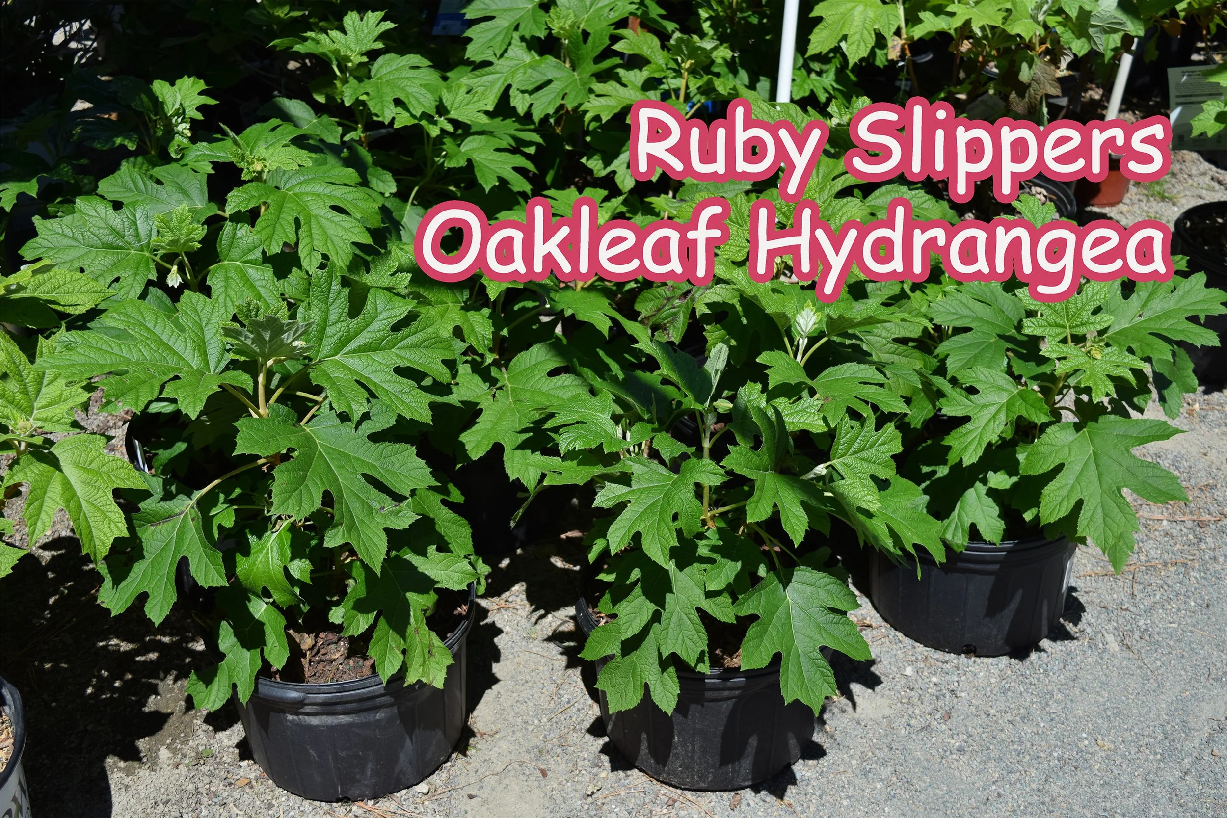 ruby slippers hydrangea.jpg