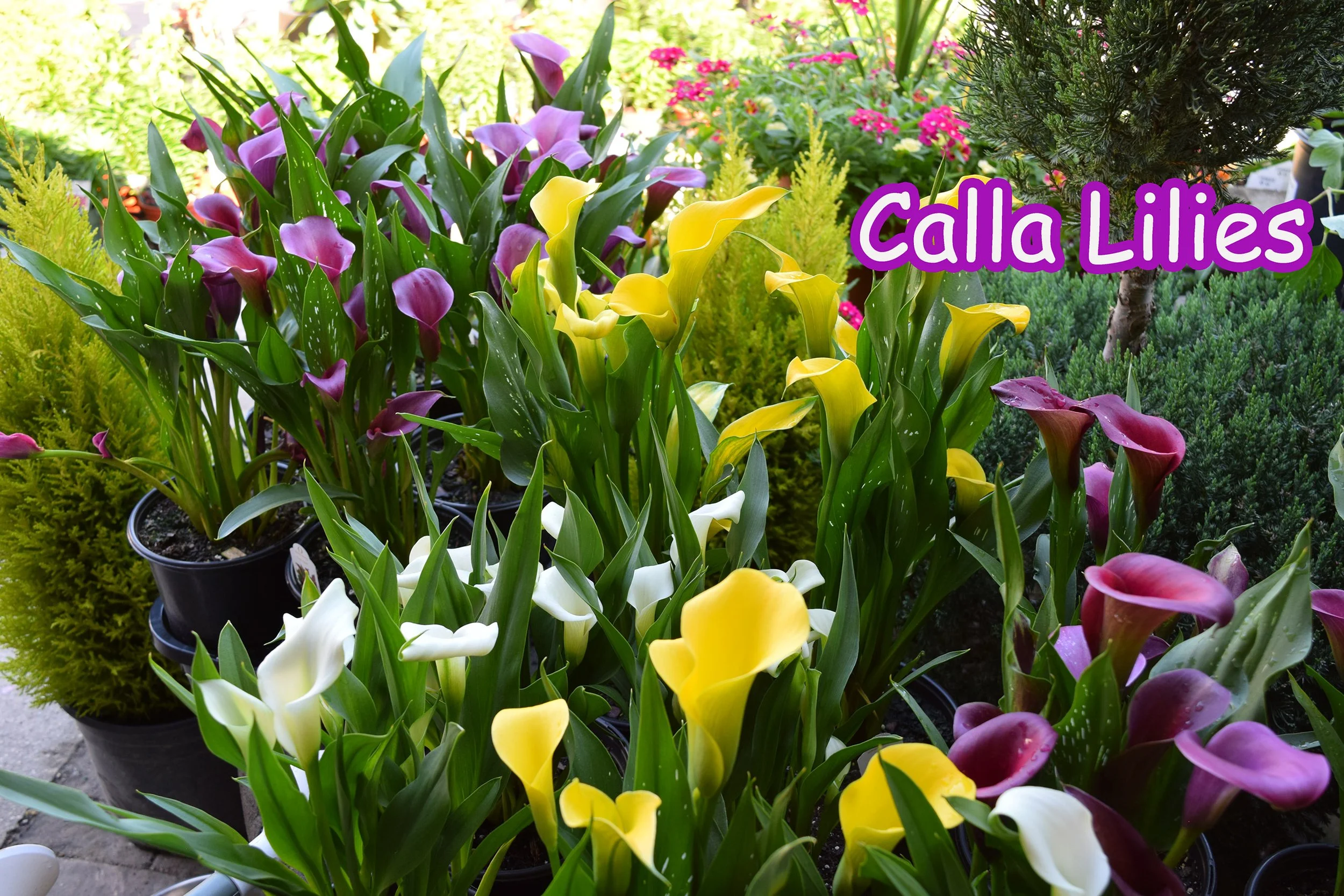 calla lily.jpg